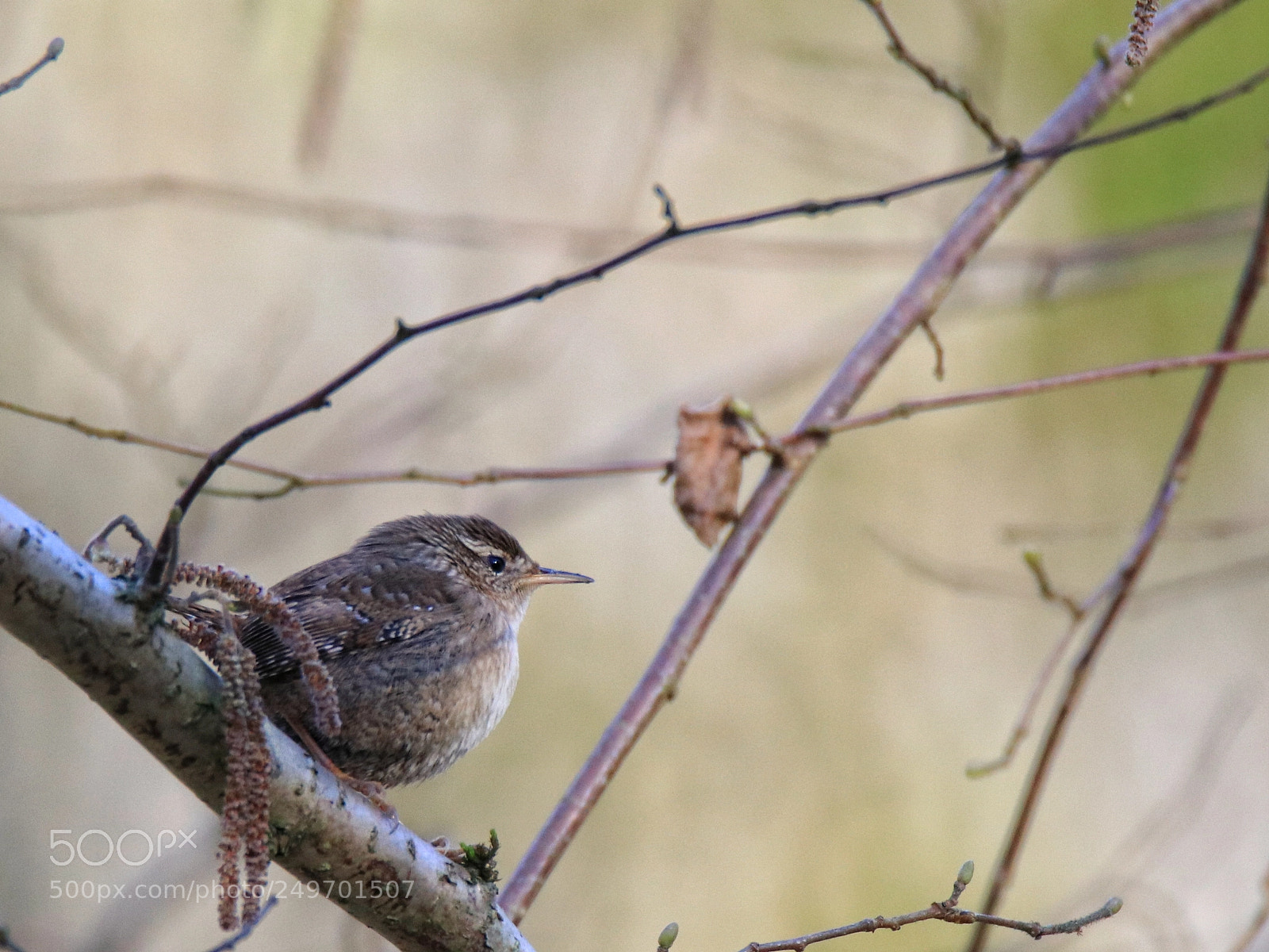 Canon EOS 80D sample photo. Jenny wren photography