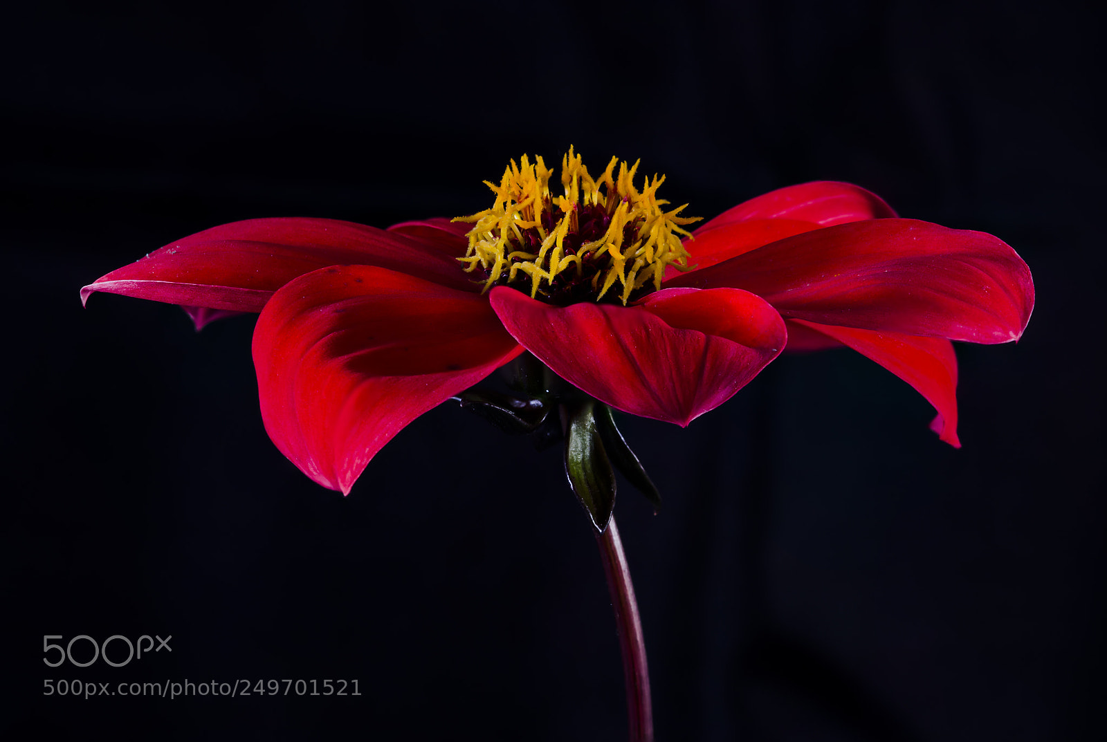 Nikon D7000 sample photo. Red flower photography