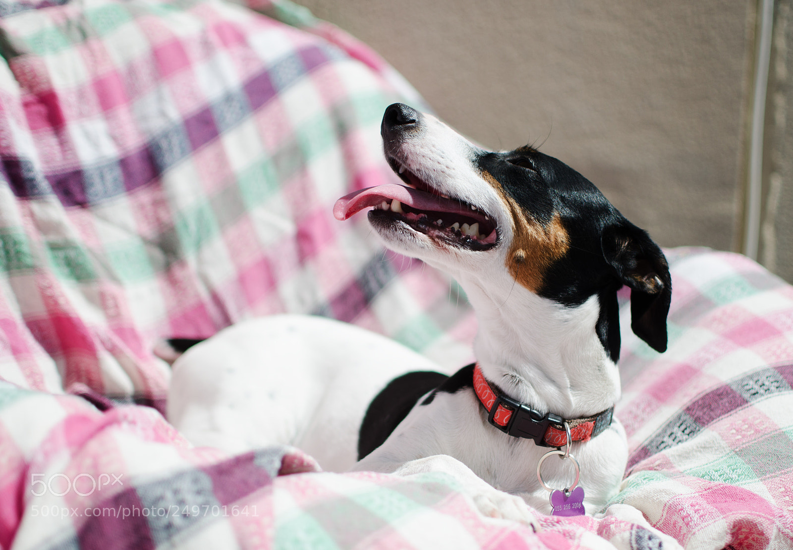 Nikon D7000 sample photo. Small dog jack russell photography