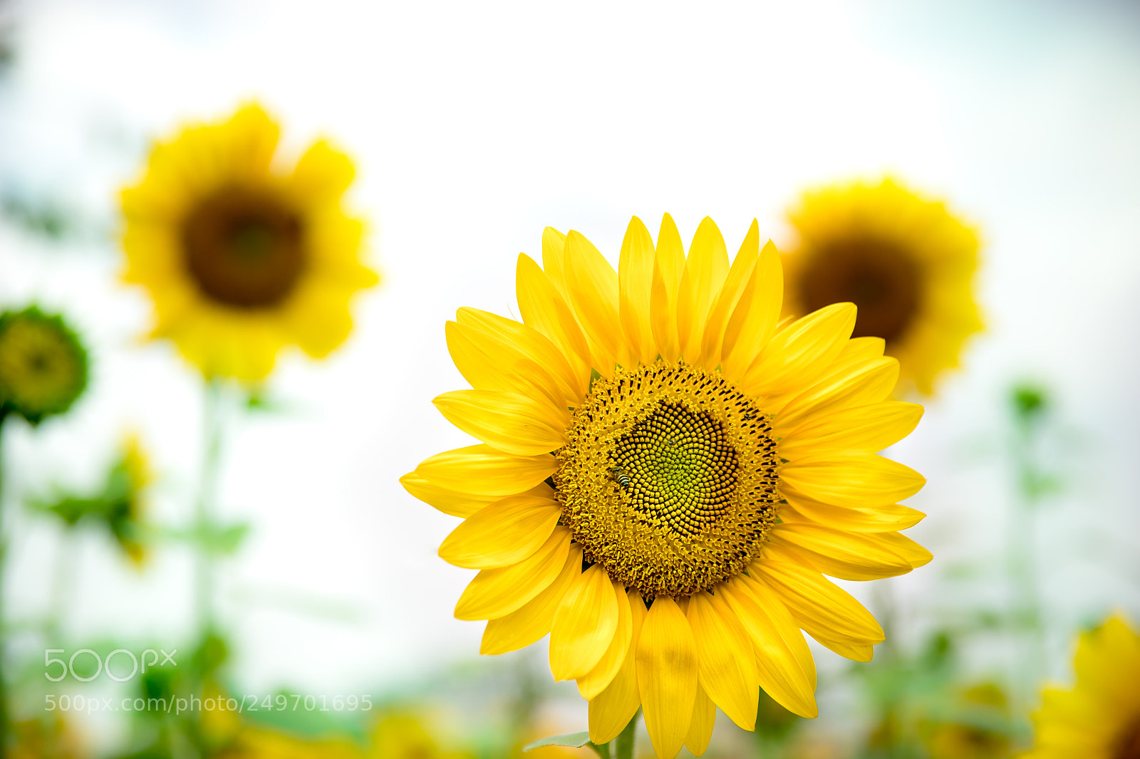 Canon EOS 5D Mark IV sample photo. Sunflower_1.jpg photography