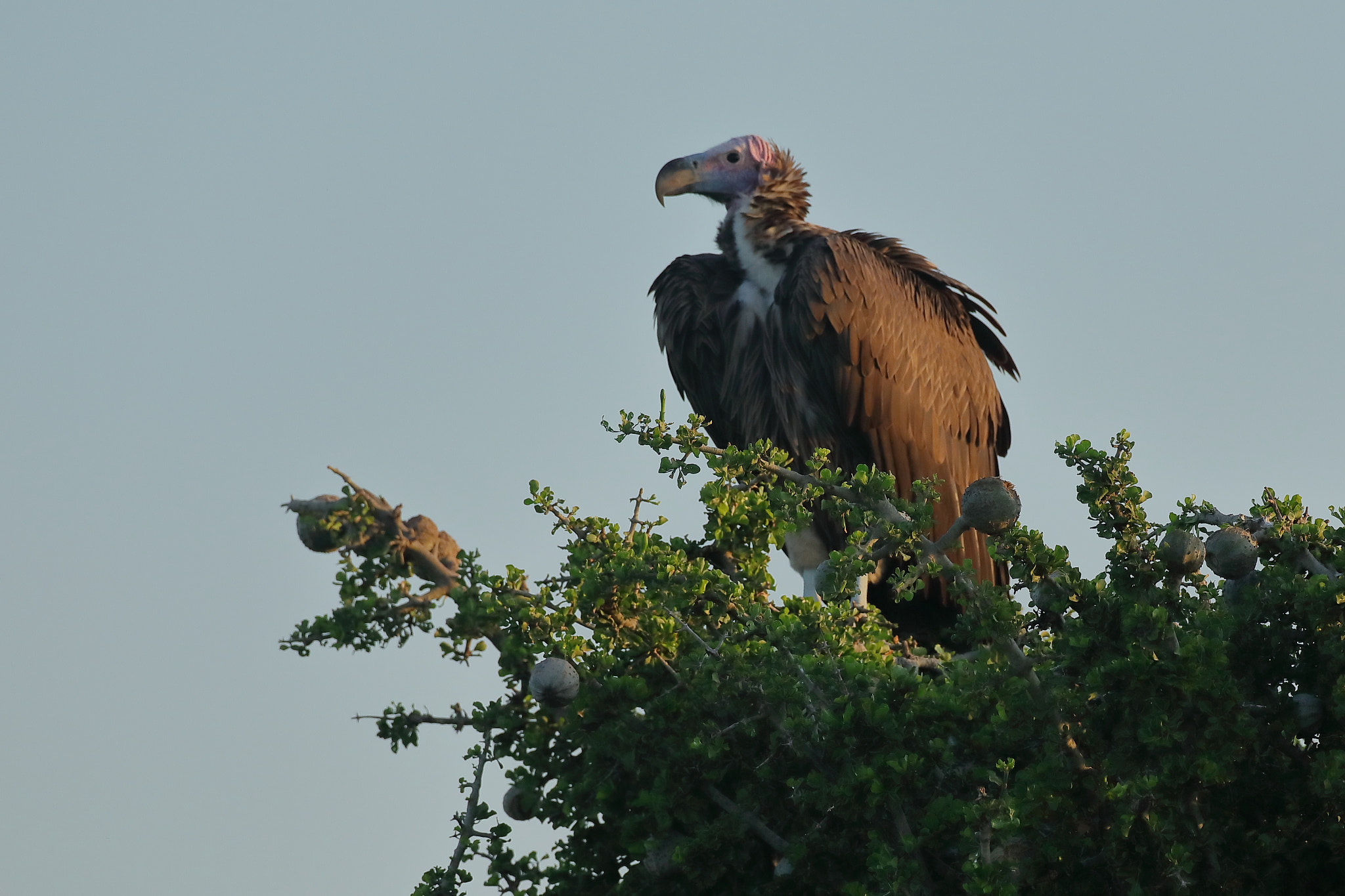 Canon EOS 5D Mark IV + Canon EF 500mm F4L IS USM sample photo. Young vulture photography