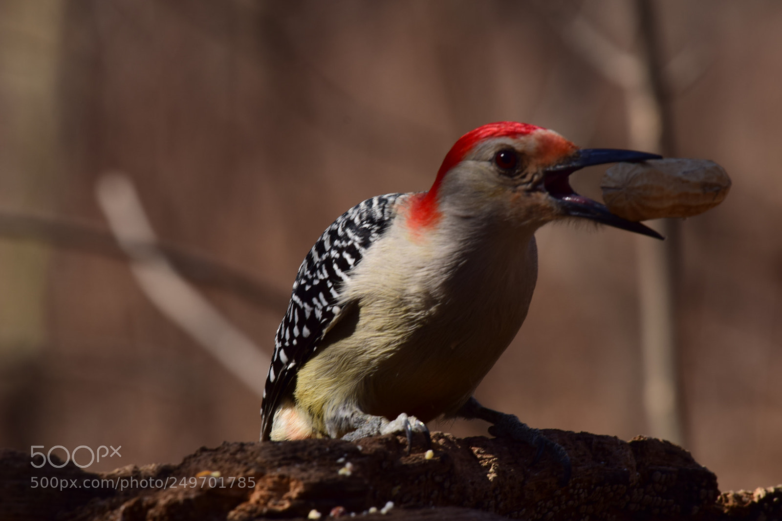 Nikon D3300 sample photo. Red bellied woodpecker with photography