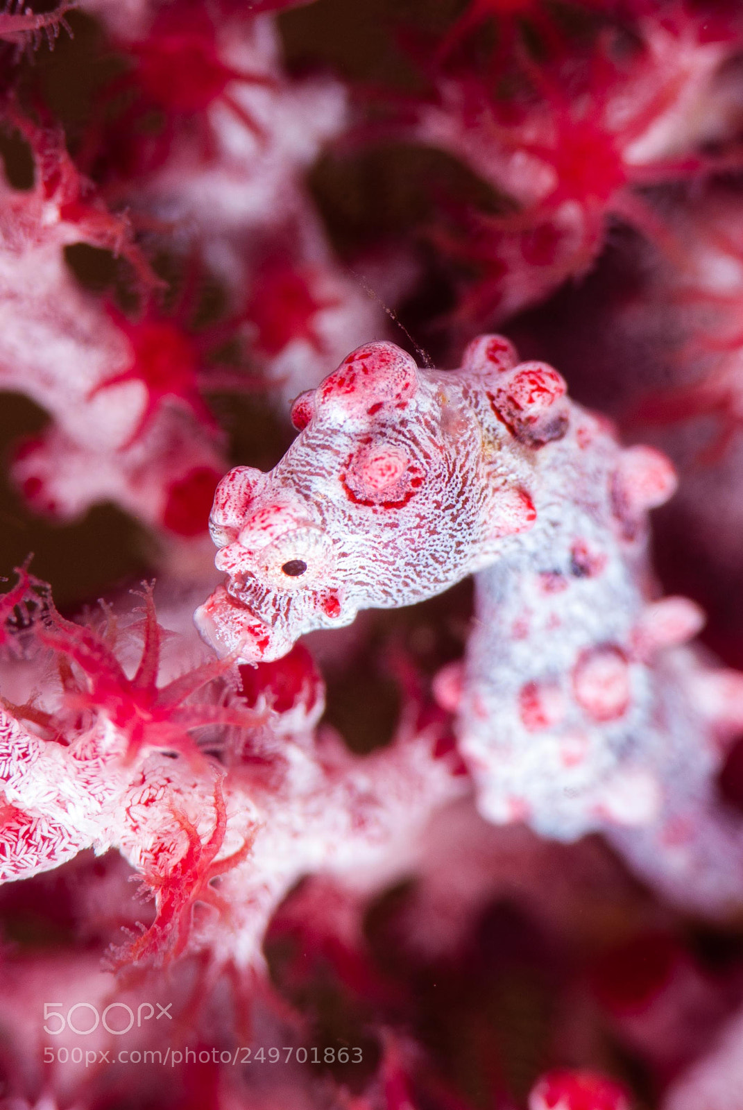 Nikon D200 sample photo. Pink pigmy seahorse photography