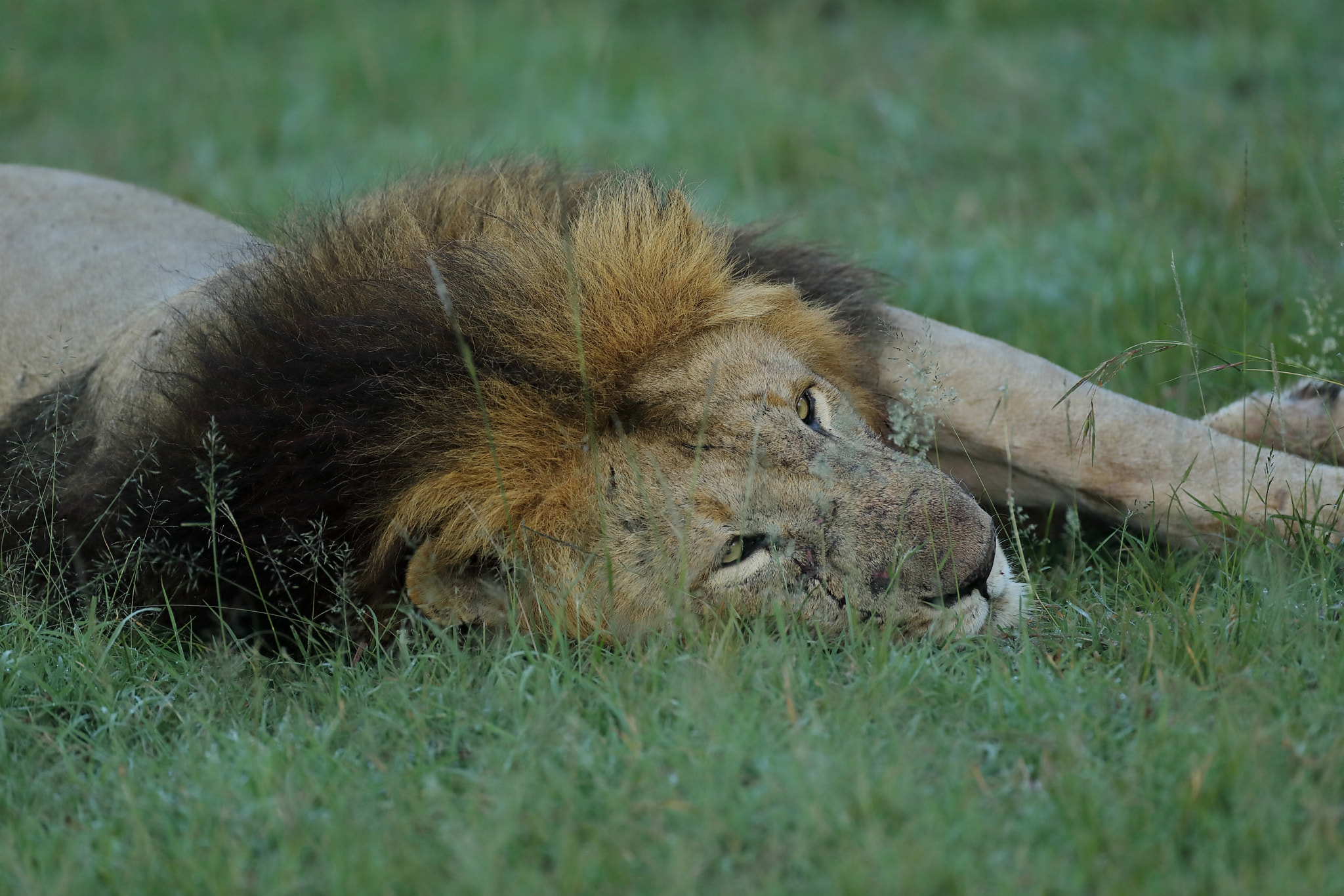 Canon EOS 5D Mark IV + Canon EF 500mm F4L IS USM sample photo. Resting and digesting lion photography