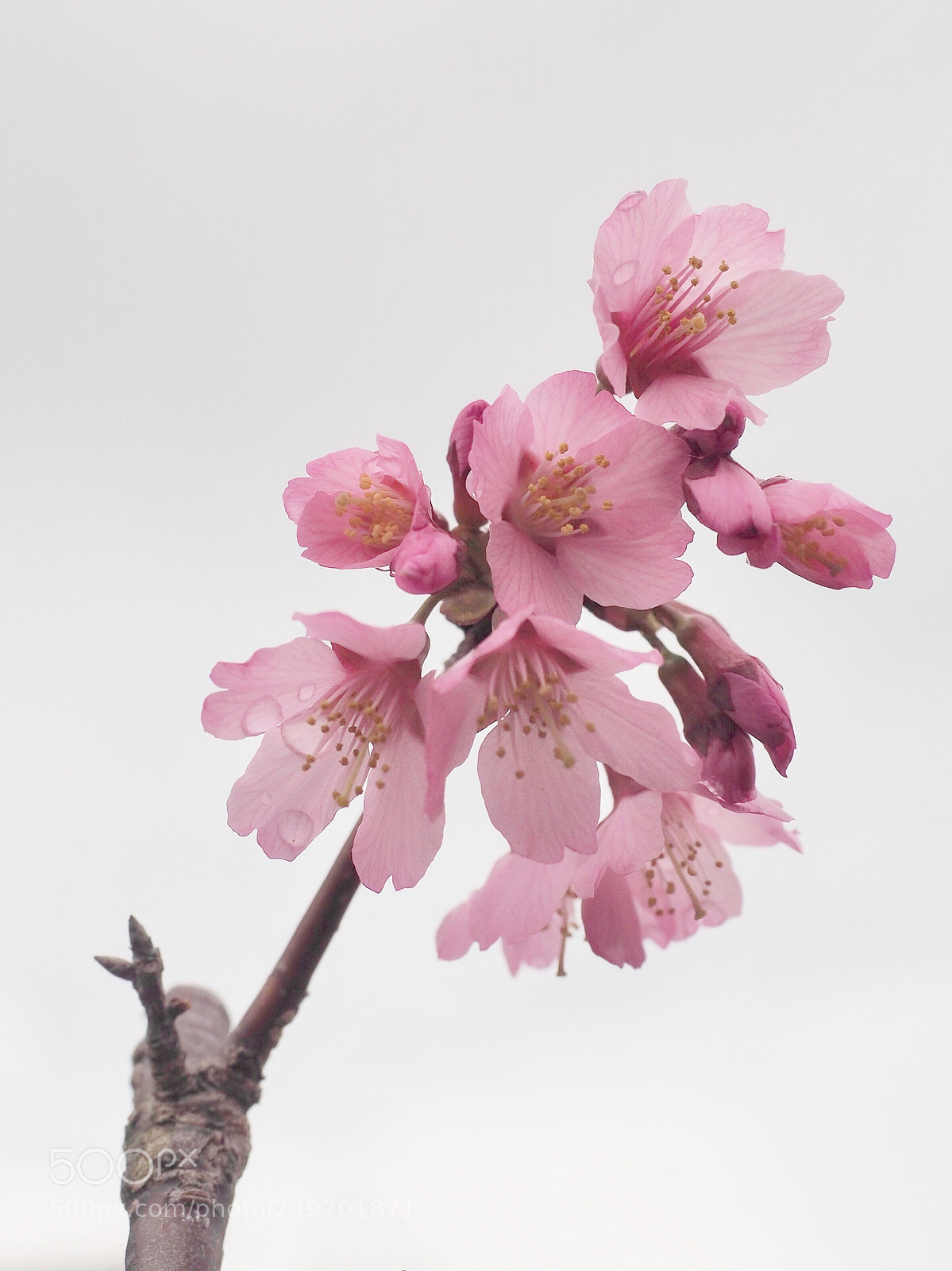 Olympus OM-D E-M5 II sample photo. Overcast day photography
