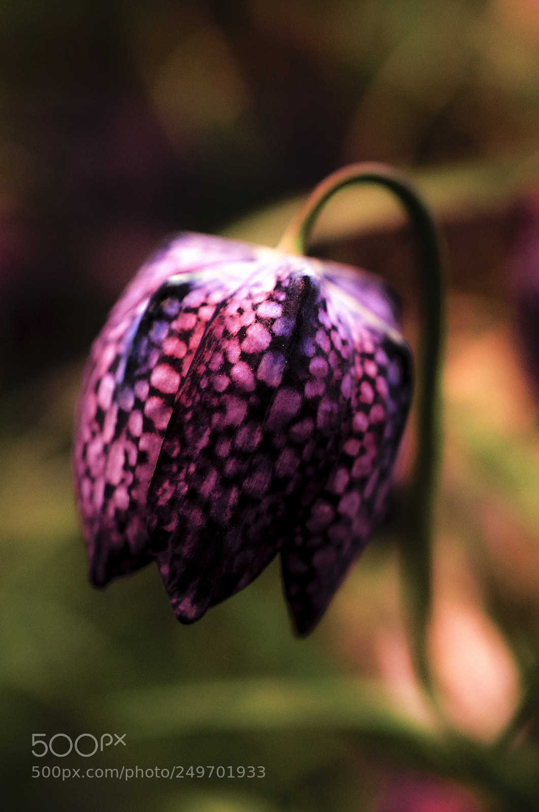 Nikon D700 sample photo. Kungs ngslilja, lat. fritillaria photography