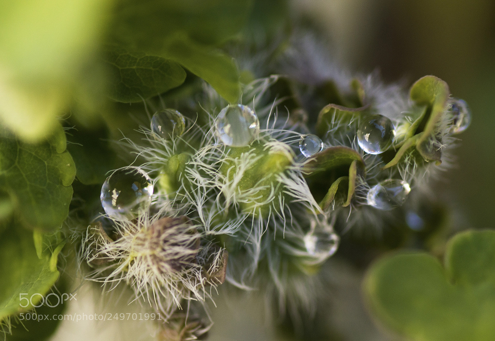 Nikon D3200 sample photo. Micro macro drops photography