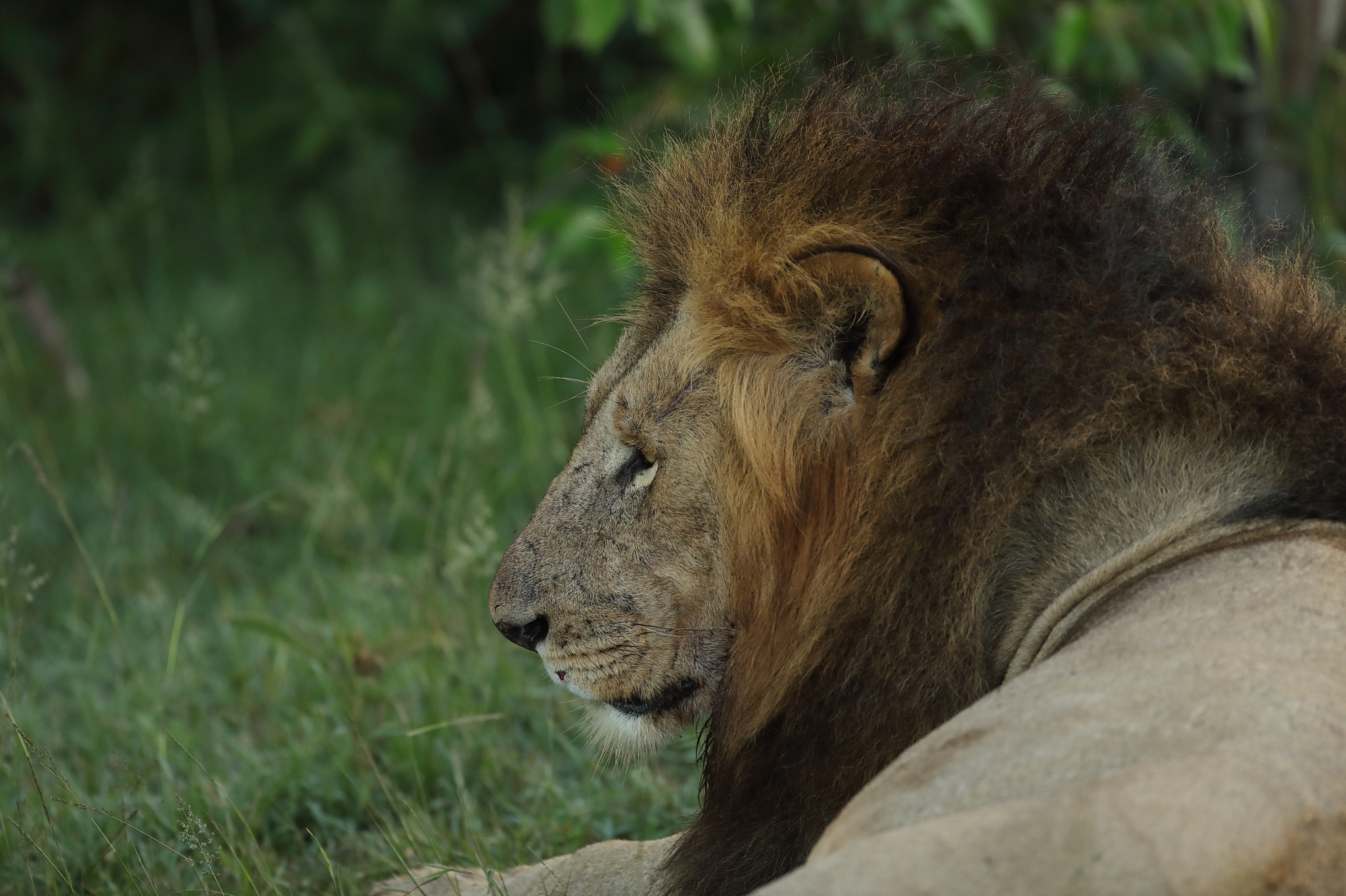 Canon EOS 5D Mark IV + Canon EF 500mm F4L IS USM sample photo. Resting and digesting lion # 2 photography