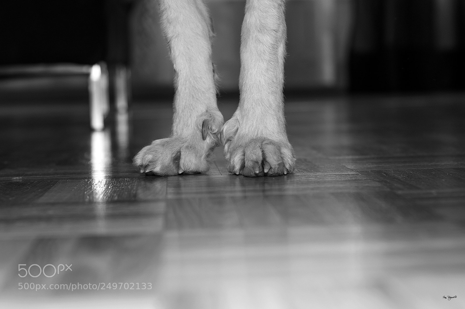 Nikon D2X sample photo. Aska photography
