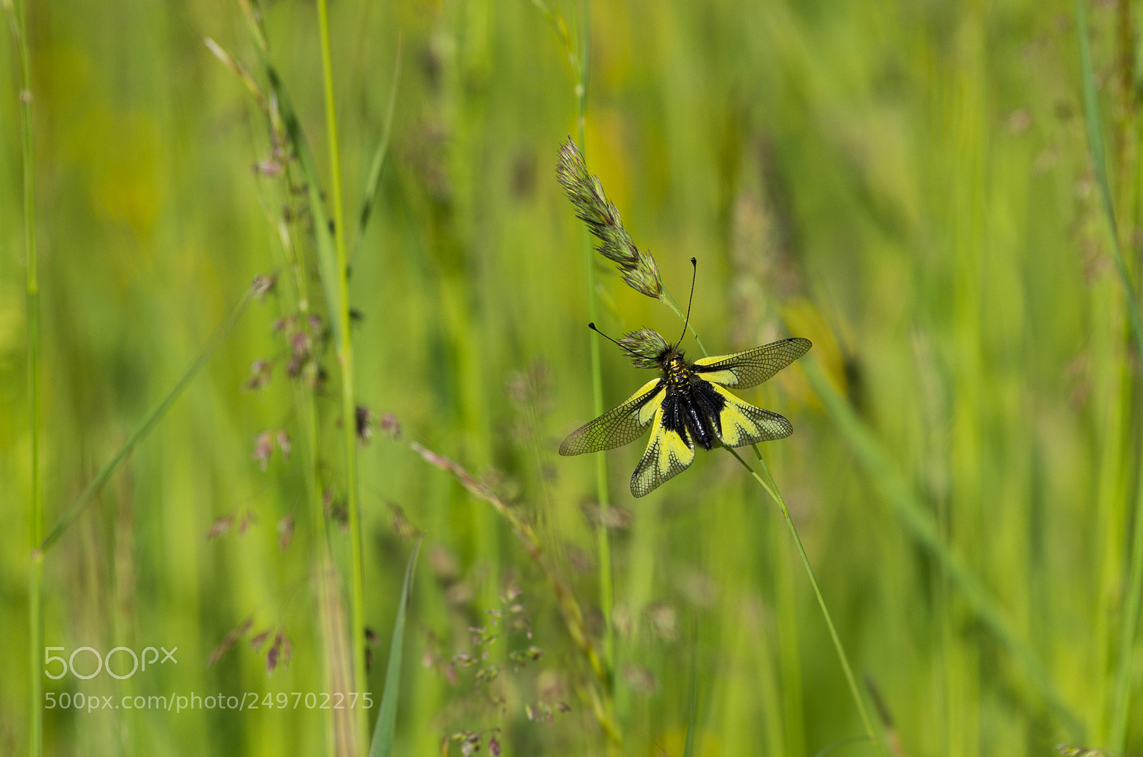 Pentax K-5 sample photo. Owlfly photography