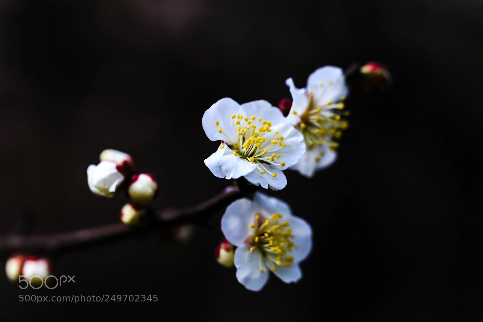 Canon EOS 5D Mark IV sample photo. Untitled photography