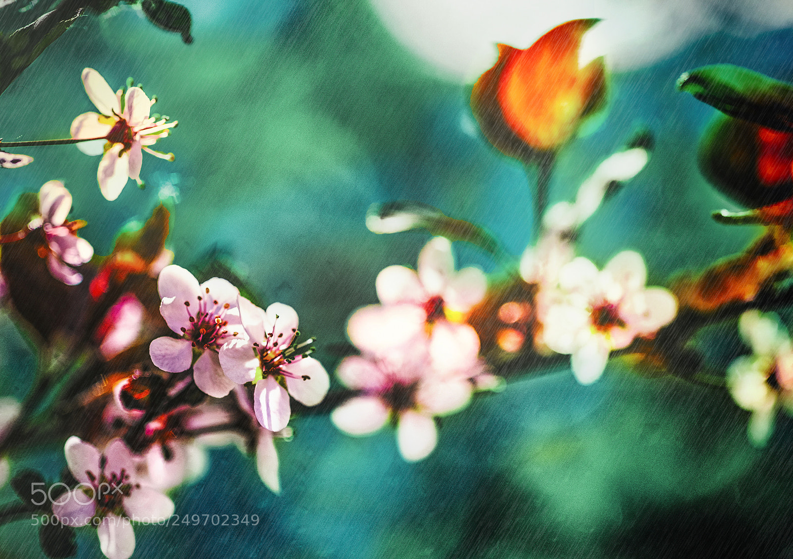 Canon EOS 7D Mark II sample photo. Blossom photography