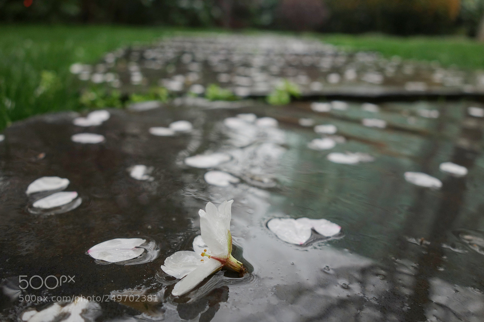 Sony Cyber-shot DSC-RX100 sample photo. 落樱 photography