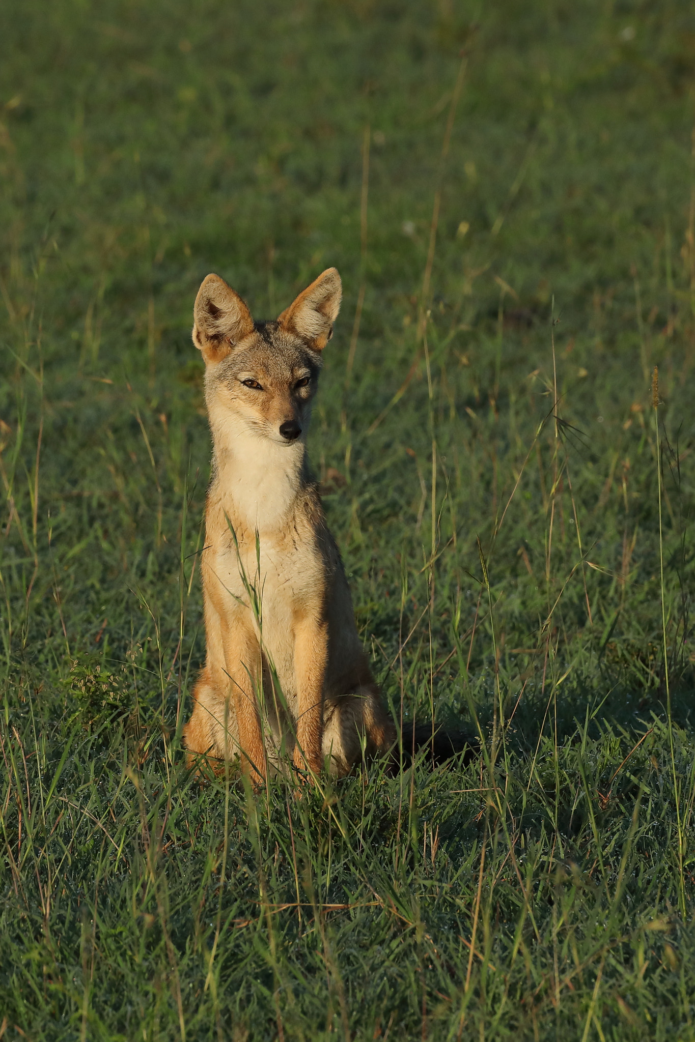 Canon EF 500mm F4L IS USM sample photo. Jackal photography