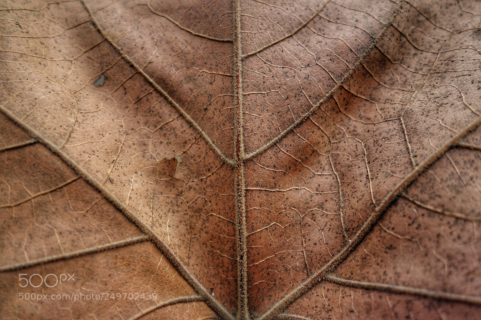 Sony Cyber-shot DSC-RX100 sample photo. Fallen leave photography