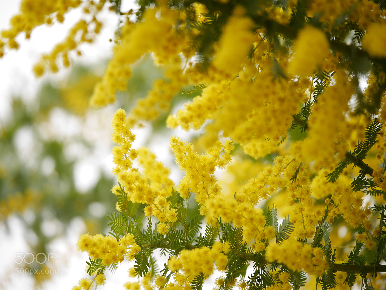 Panasonic Lumix DMC-GX7 sample photo. Untitled photography