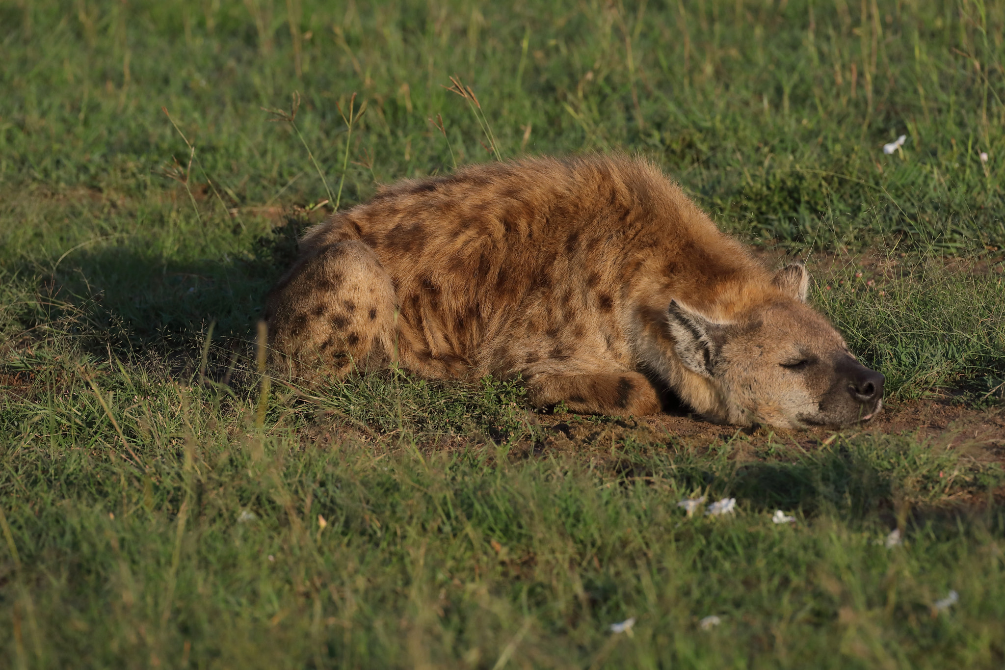 Canon EF 500mm F4L IS USM sample photo. Hyena waiting for his turn photography