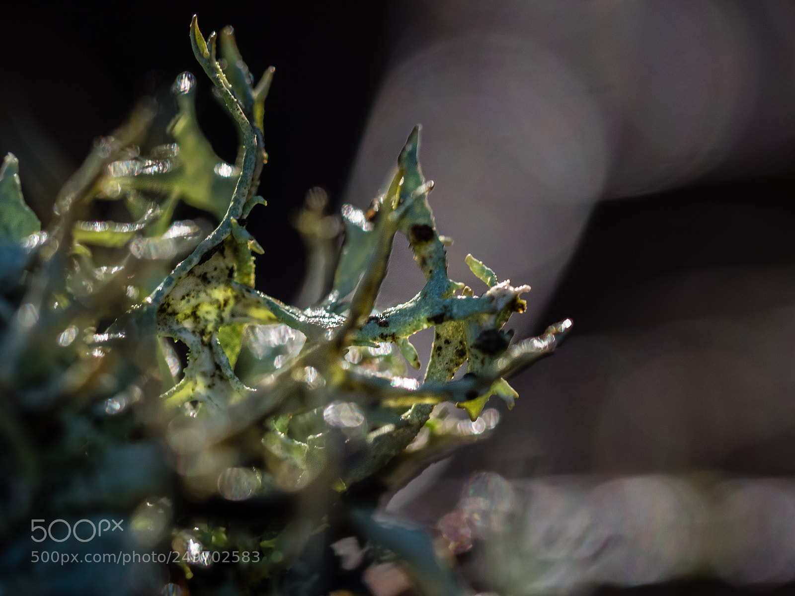 Olympus OM-D E-M1 sample photo. Lichen light 3 photography