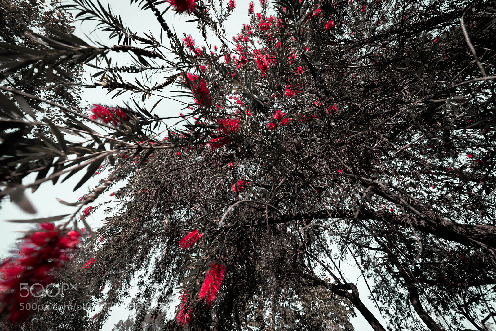Nikon D750 sample photo. Autumn tree photography
