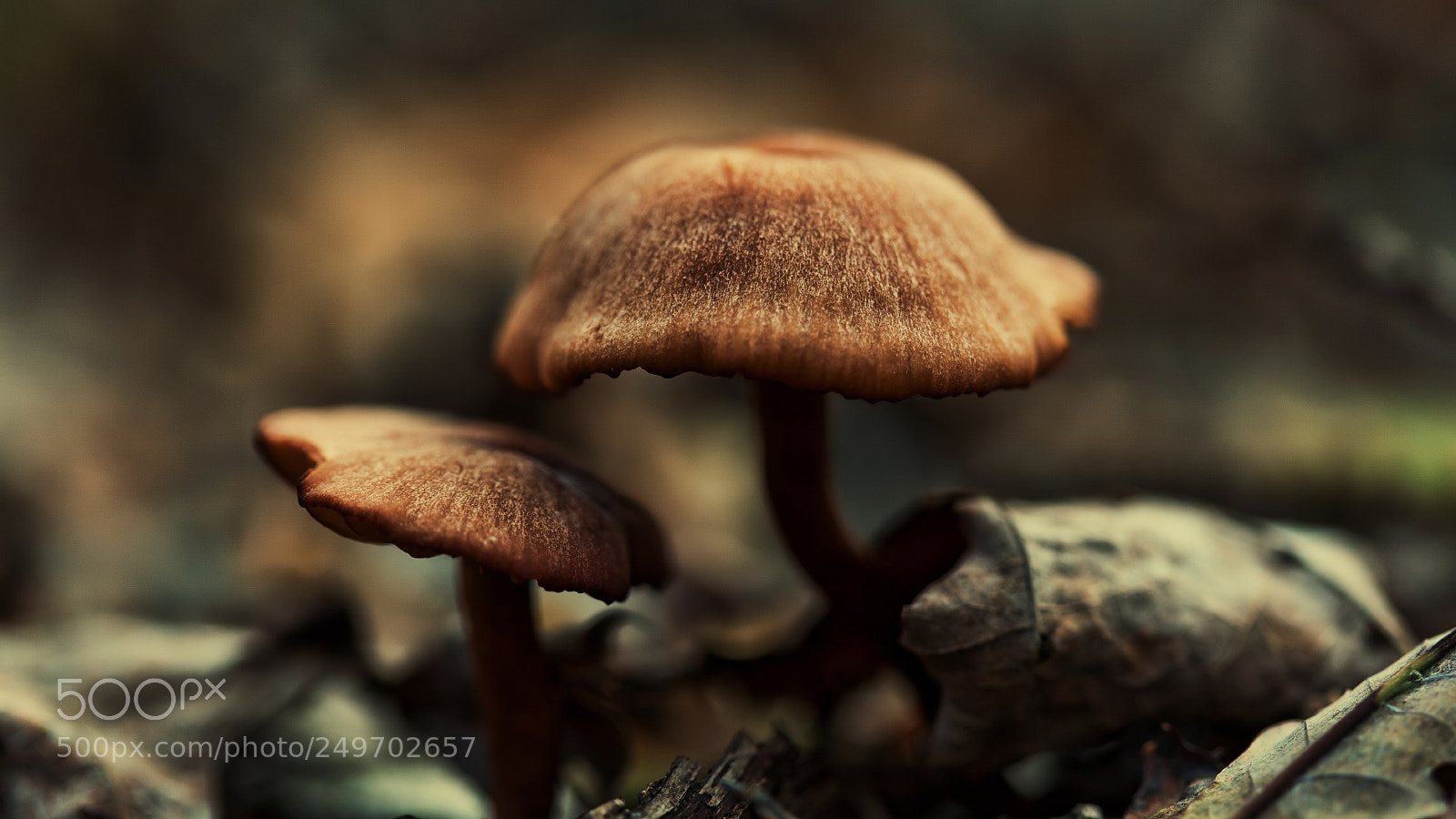 Canon EOS 5D sample photo. - photography