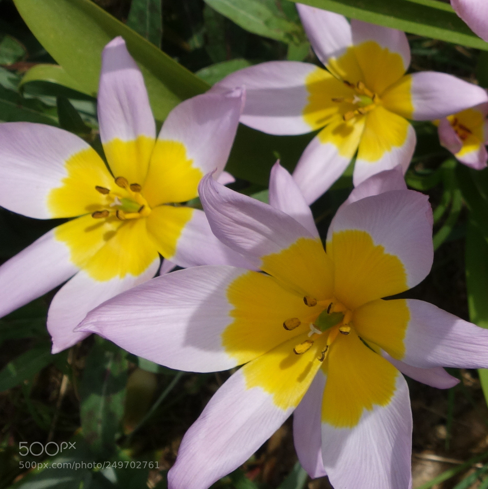 Sony Cyber-shot DSC-RX100 II sample photo. () cvp lot photography