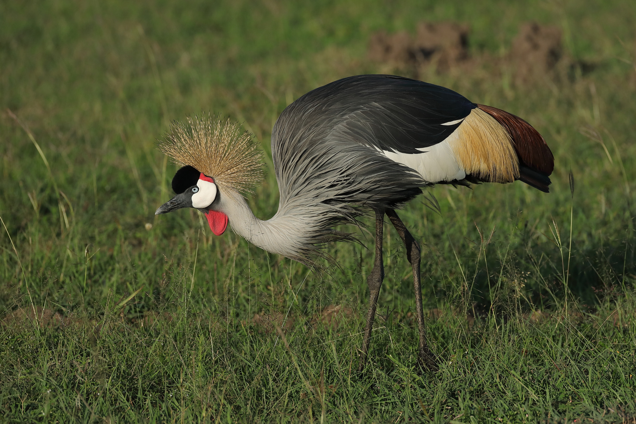 Canon EOS 5D Mark IV + Canon EF 500mm F4L IS USM sample photo. Crowned crane photography