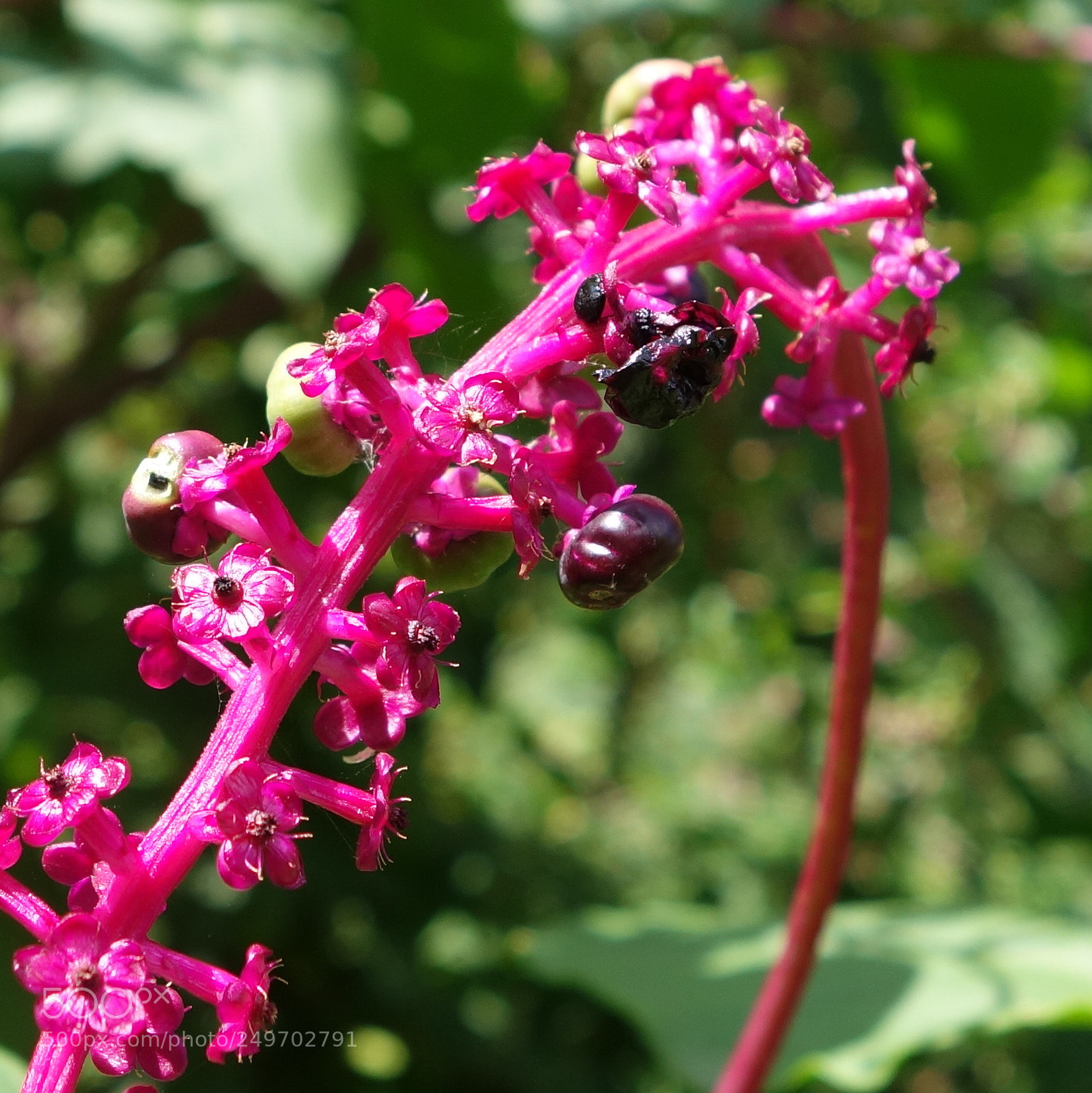 Sony Cyber-shot DSC-RX100 II sample photo. () cvp lot photography