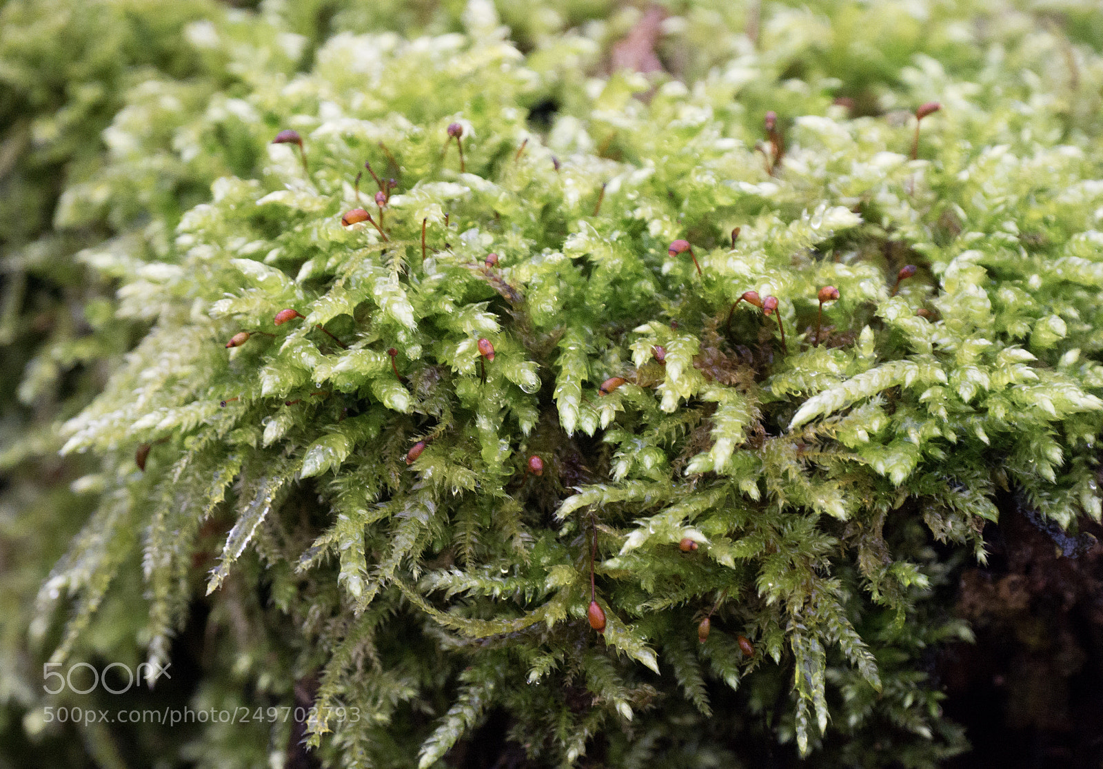 Panasonic DMC-G70 sample photo. Moss photography