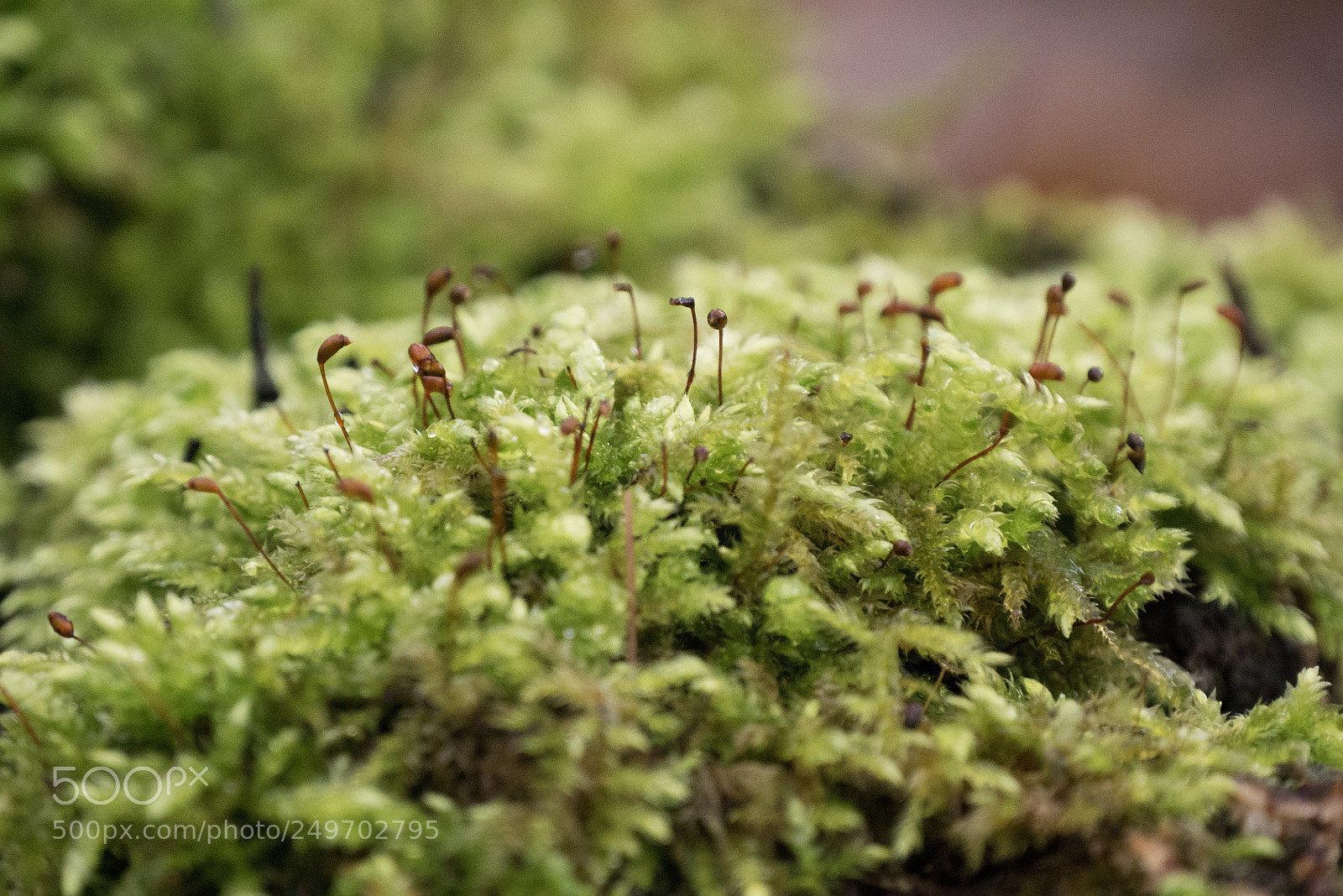Panasonic DMC-G70 sample photo. Moss photography