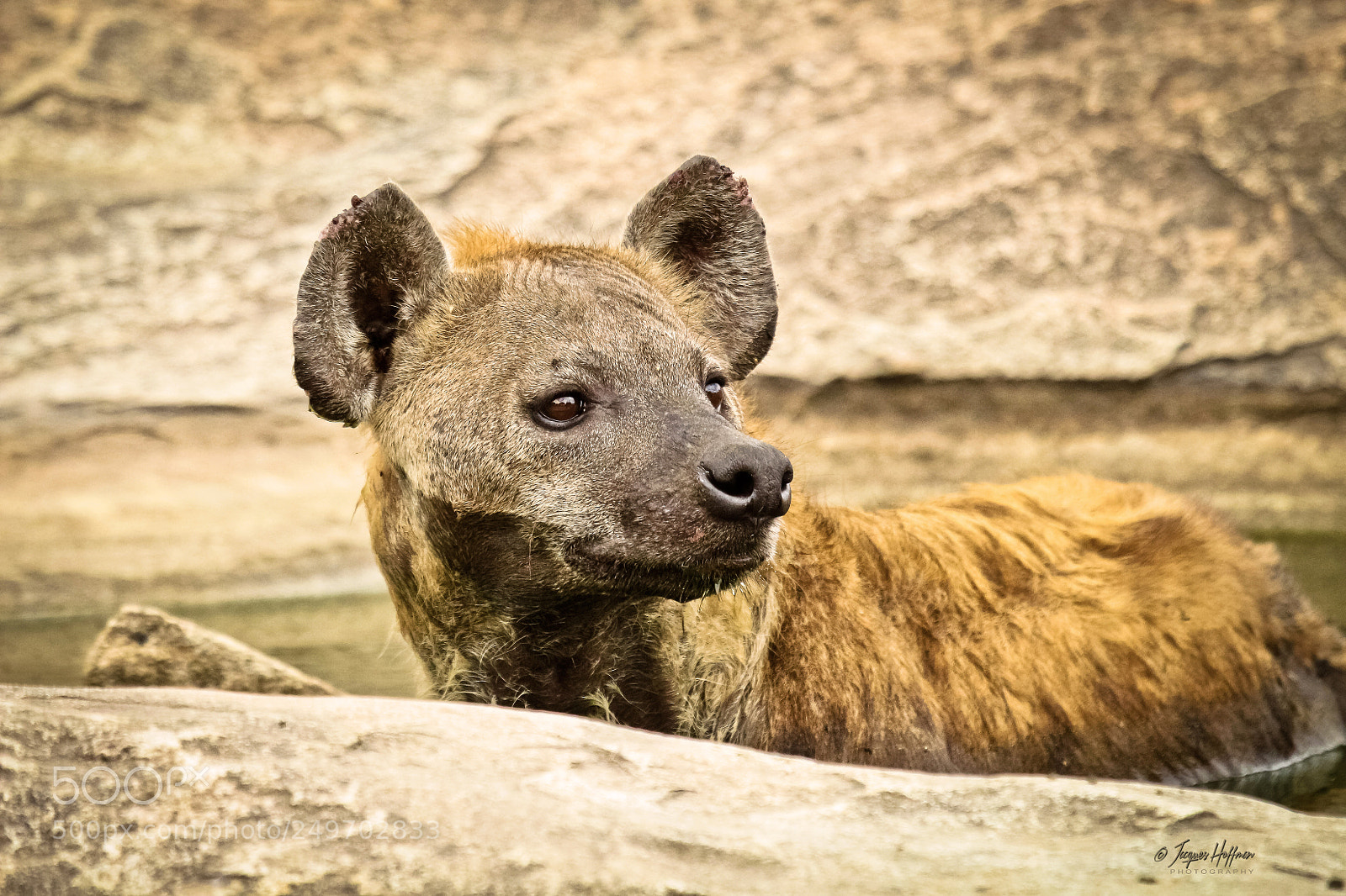 Canon EOS 700D (EOS Rebel T5i / EOS Kiss X7i) sample photo. Cool hyena photography