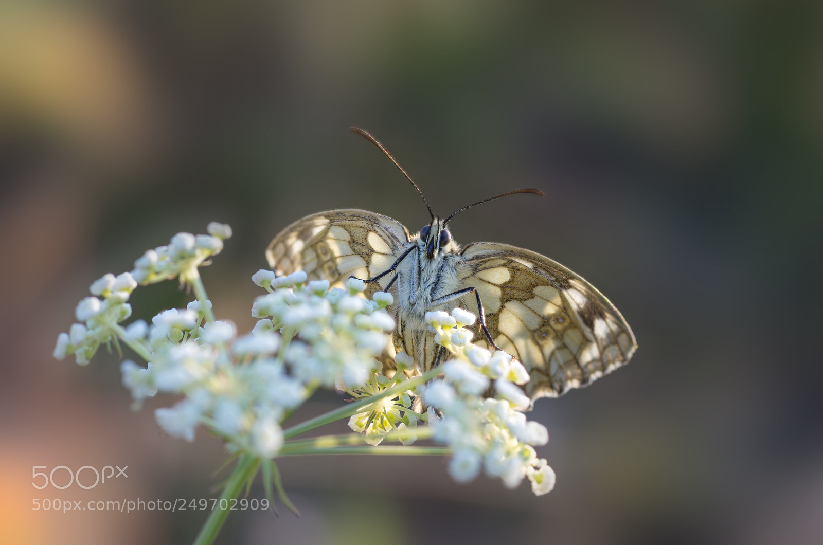Pentax K-5 sample photo. Schachbrettfalter photography