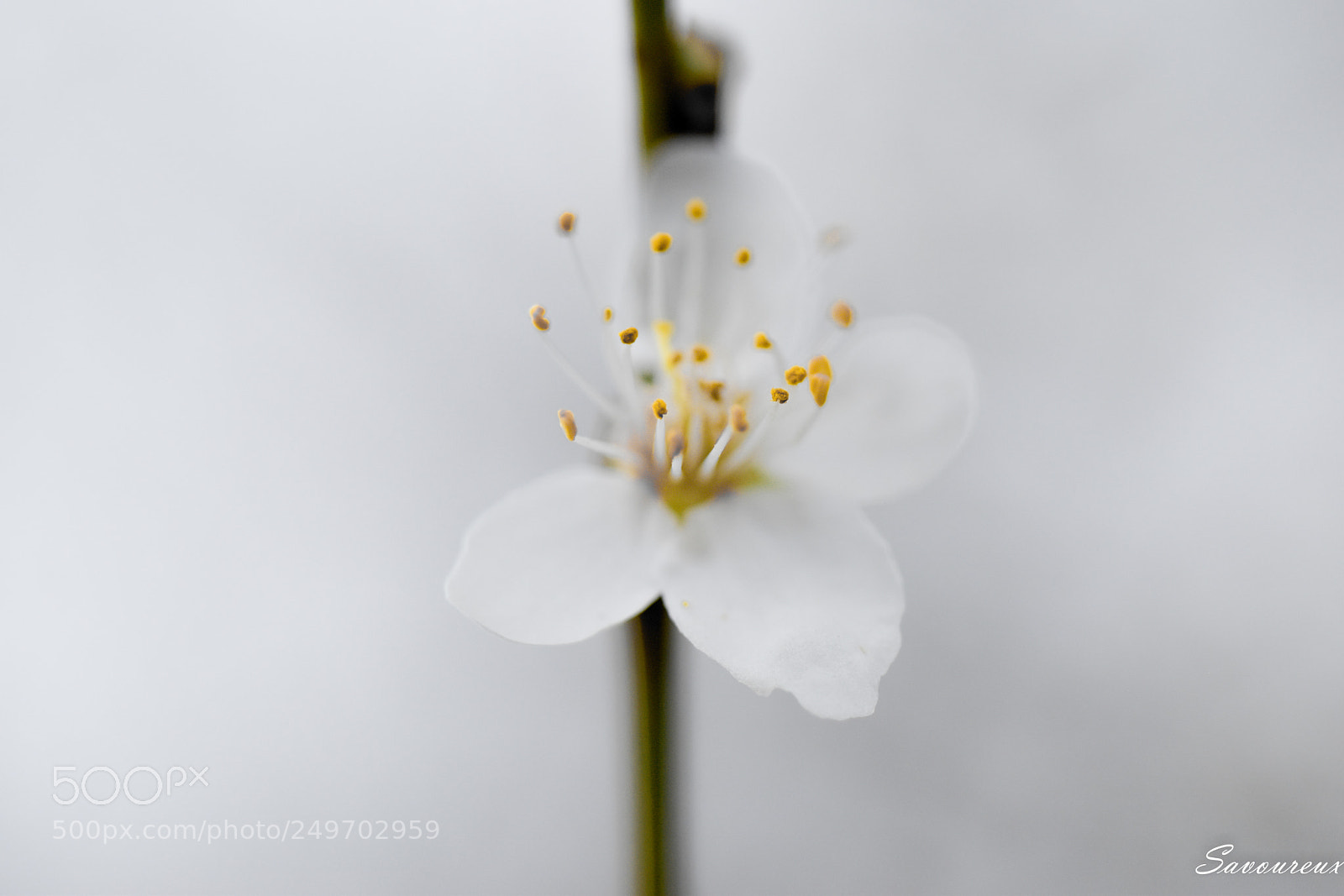 Nikon D5500 sample photo. *** photography