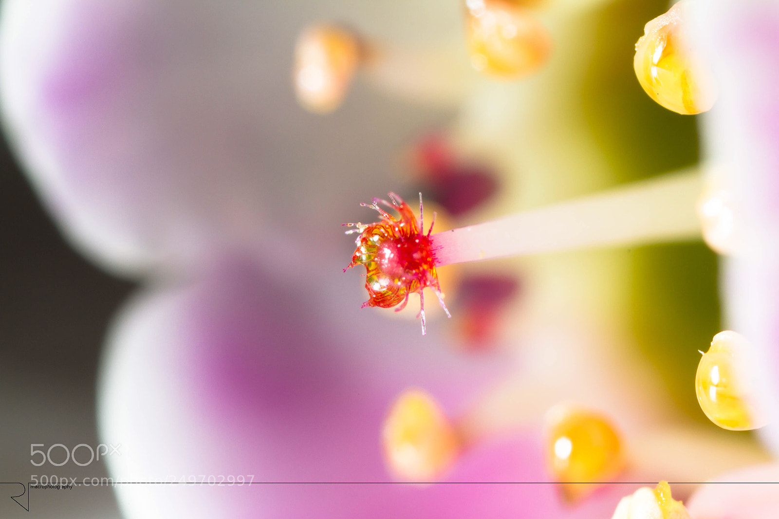 Canon EOS 7D sample photo. Red star  photography