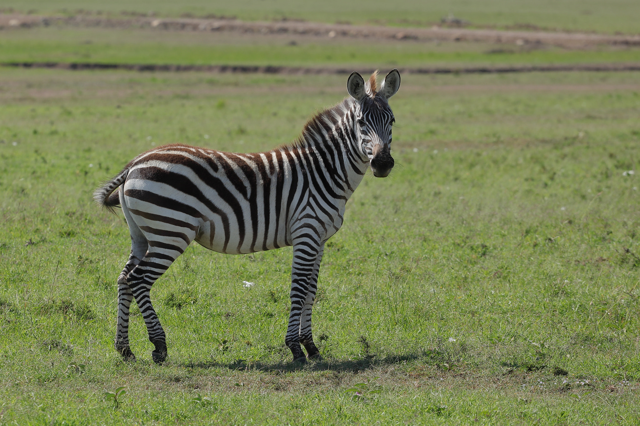 Canon EF 70-200mm F4L USM sample photo. Zebra photography