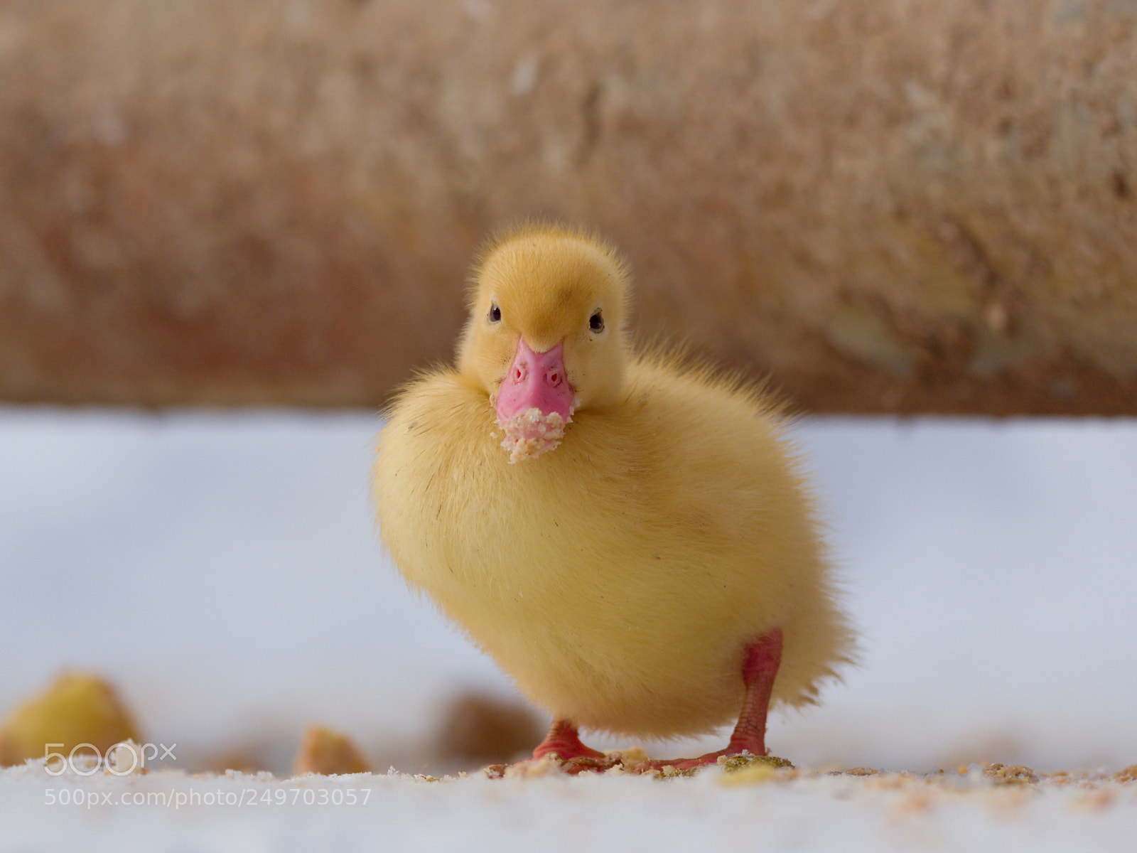 Olympus OM-D E-M1 Mark II sample photo. Snowy morning and duckling photography