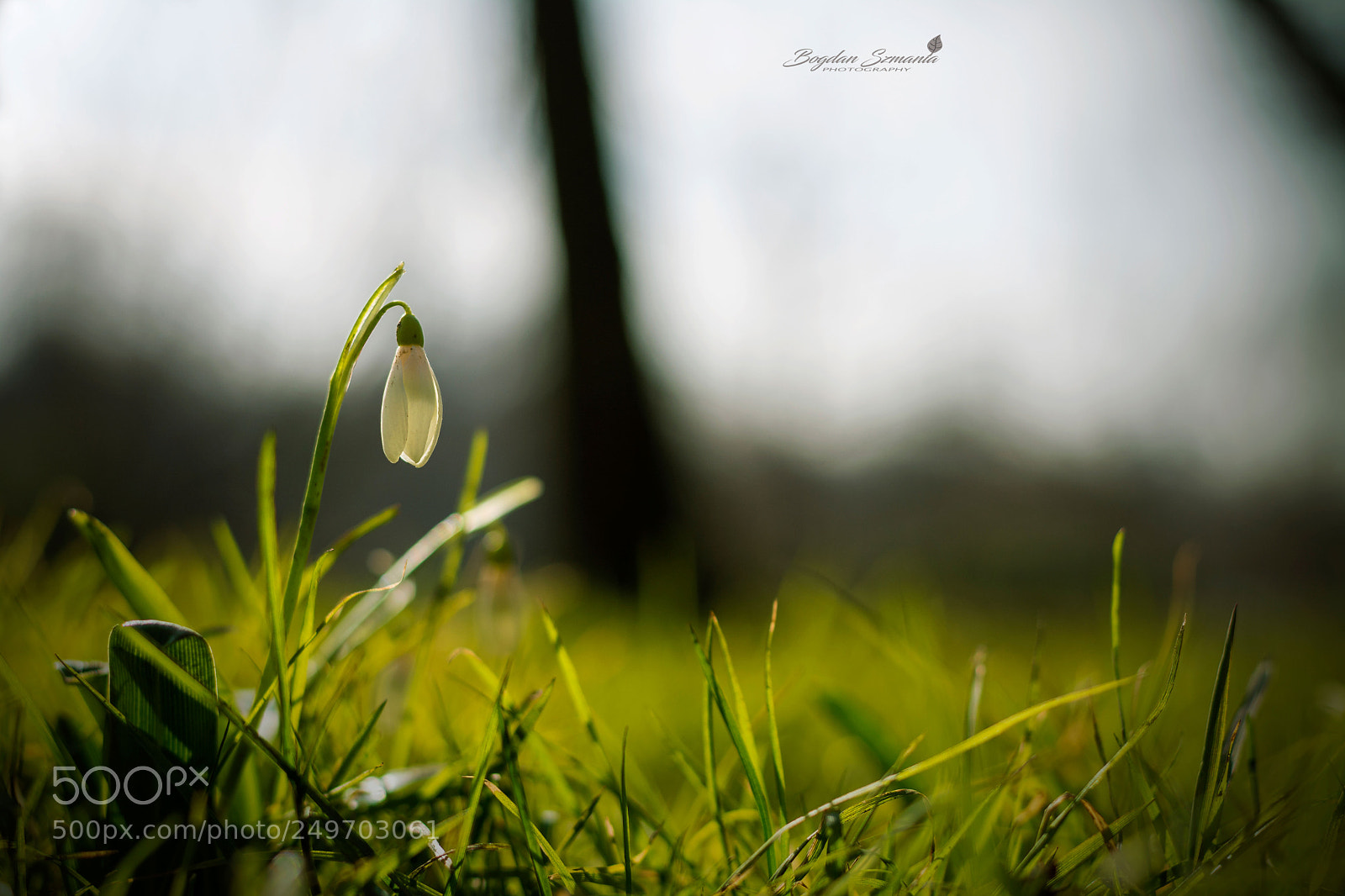 Nikon D5200 sample photo. Spring photography
