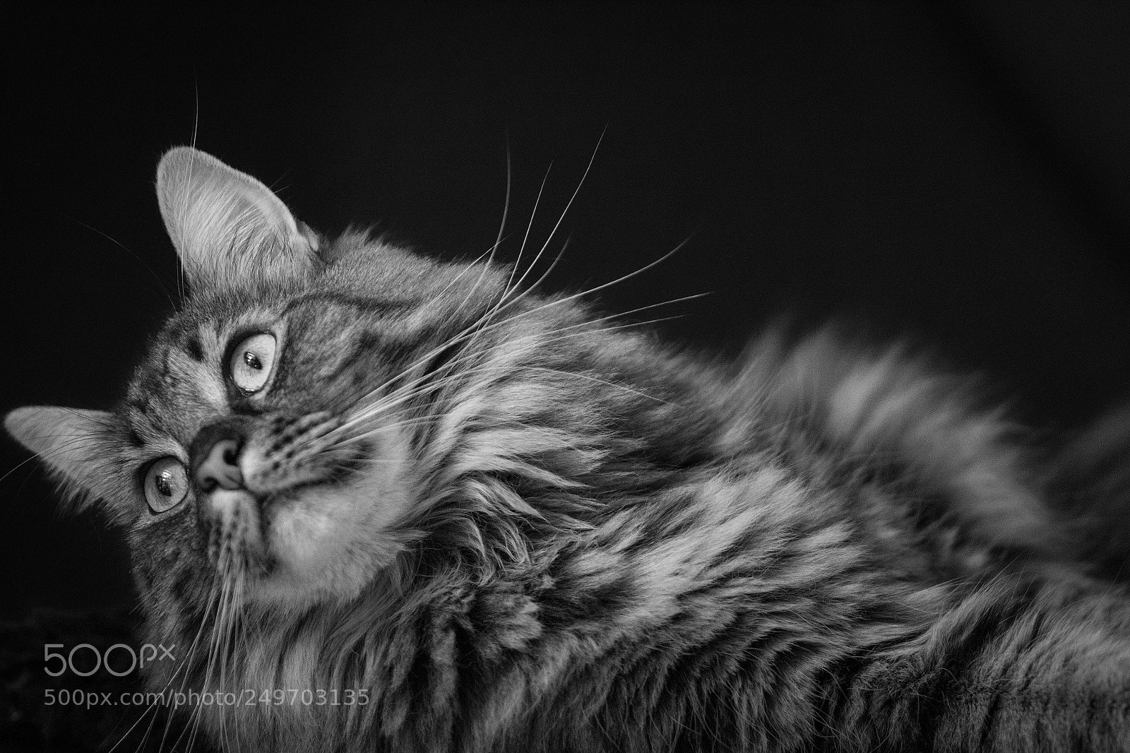 Canon EOS 60D sample photo. Chillen photography
