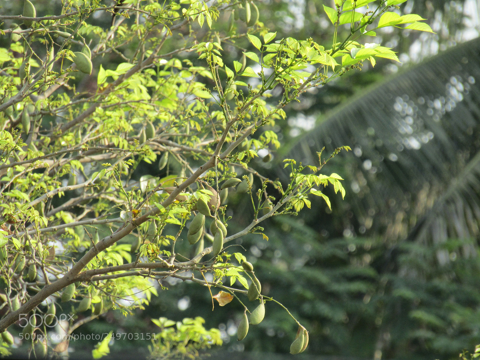 Canon PowerShot SX410 IS sample photo. Img photography