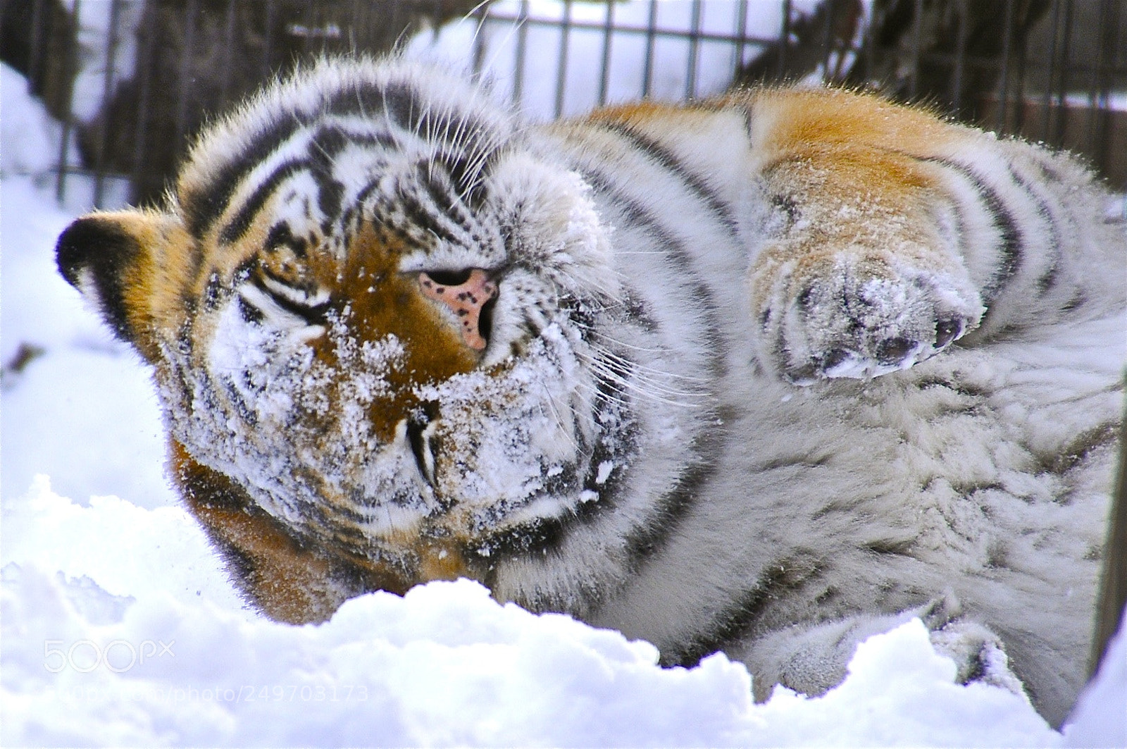 Nikon D300S sample photo. 雪好き photography