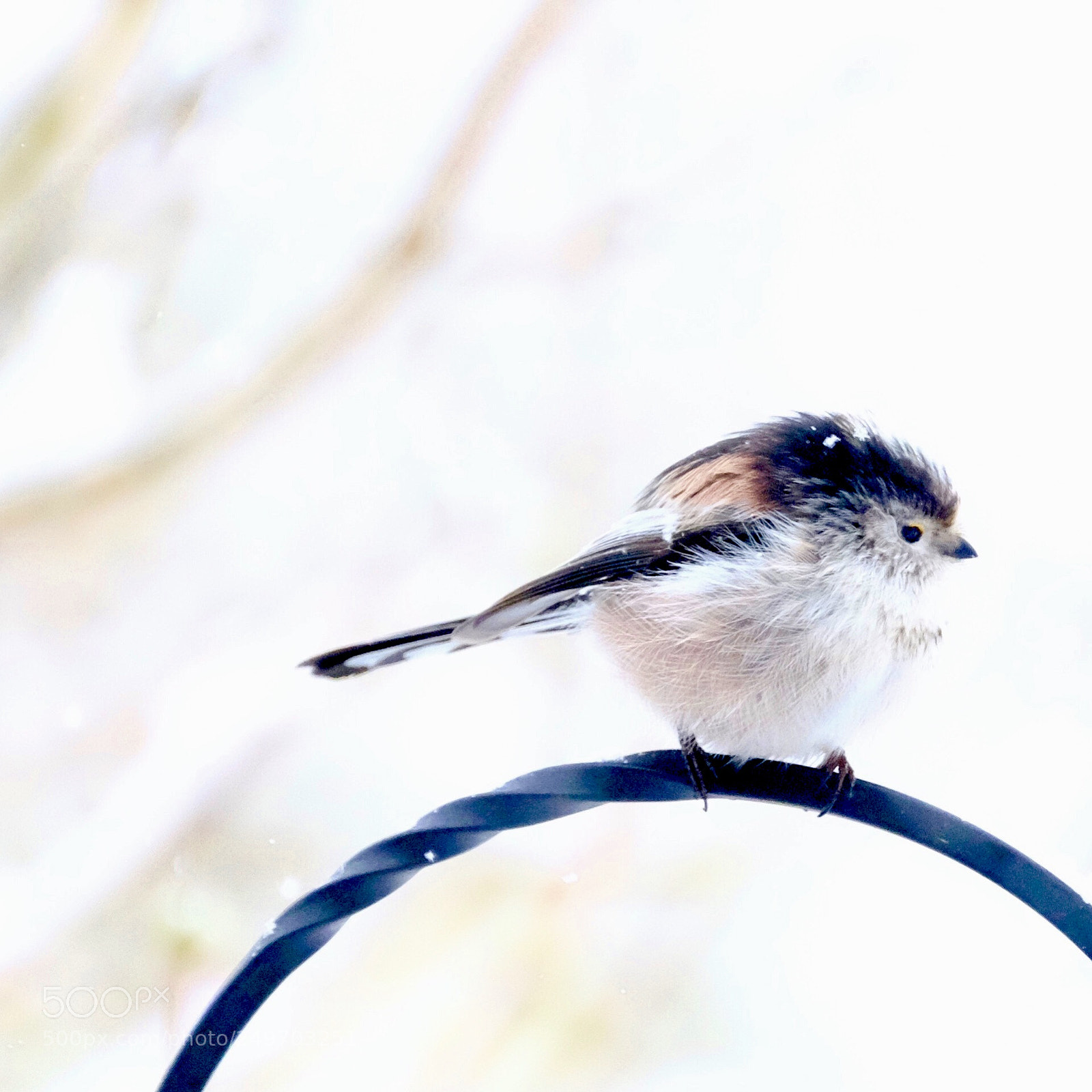 Fujifilm X-T10 sample photo. Long tailed tit in photography