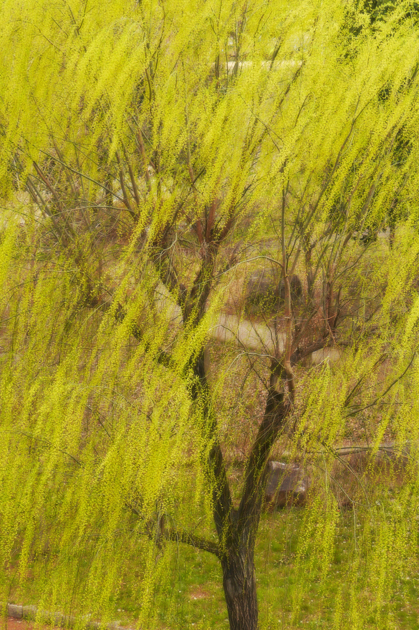 Panasonic Lumix DMC-GX1 sample photo. Spring in japan photography