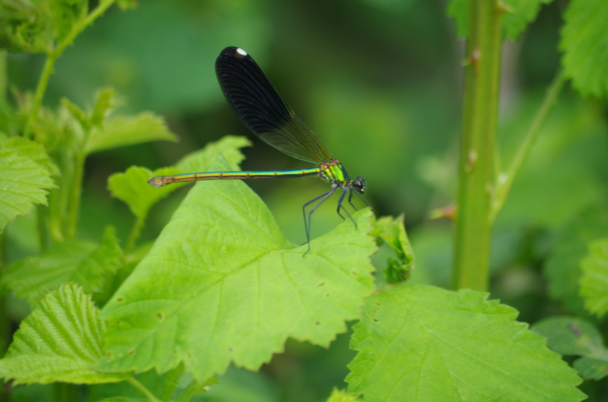 Pentax K-50 sample photo. River jewelwing photography