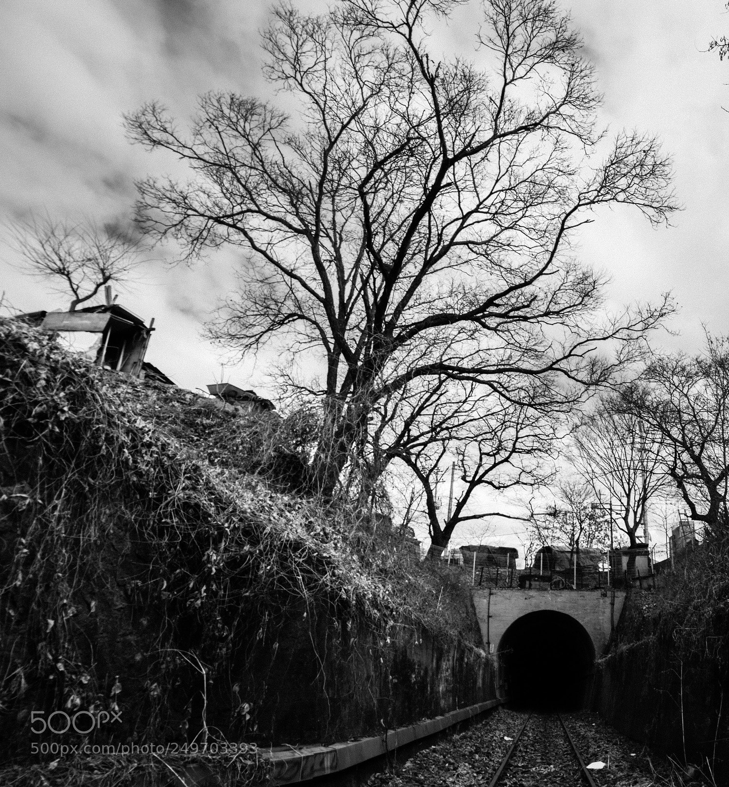 Pentax K-1 sample photo. Tunnel and tree photography