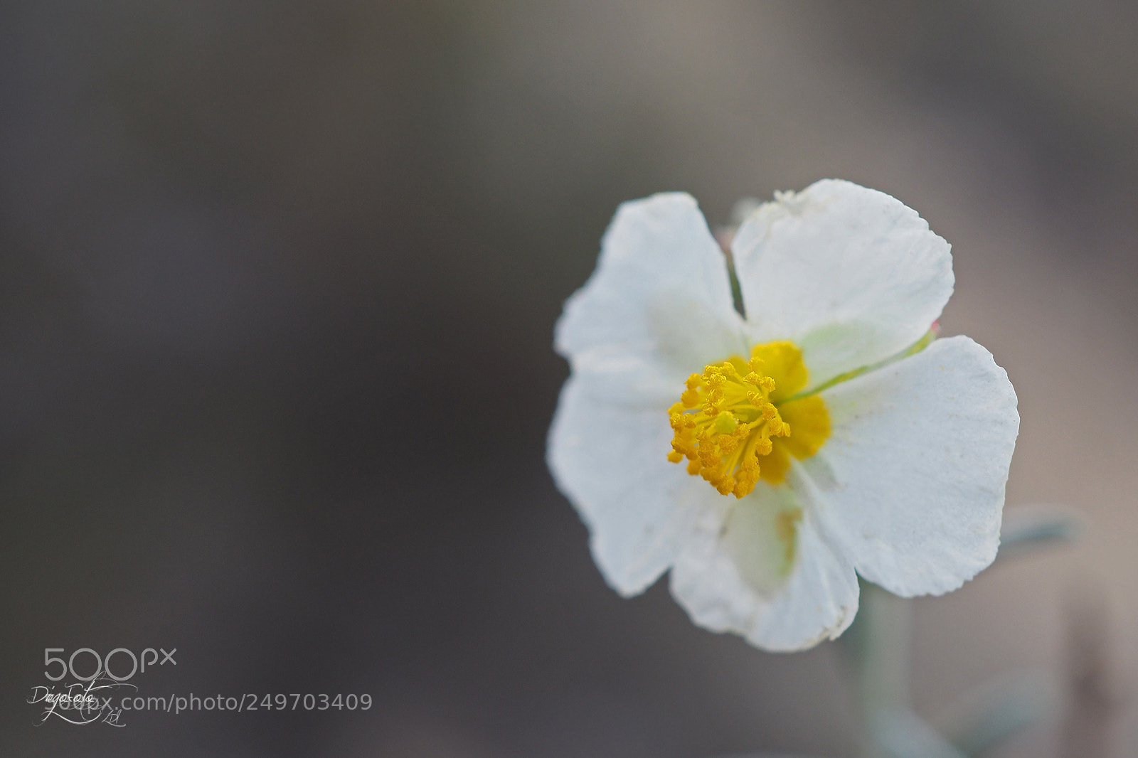 Olympus OM-D E-M10 II sample photo. Romerillo cistus clusii flor photography