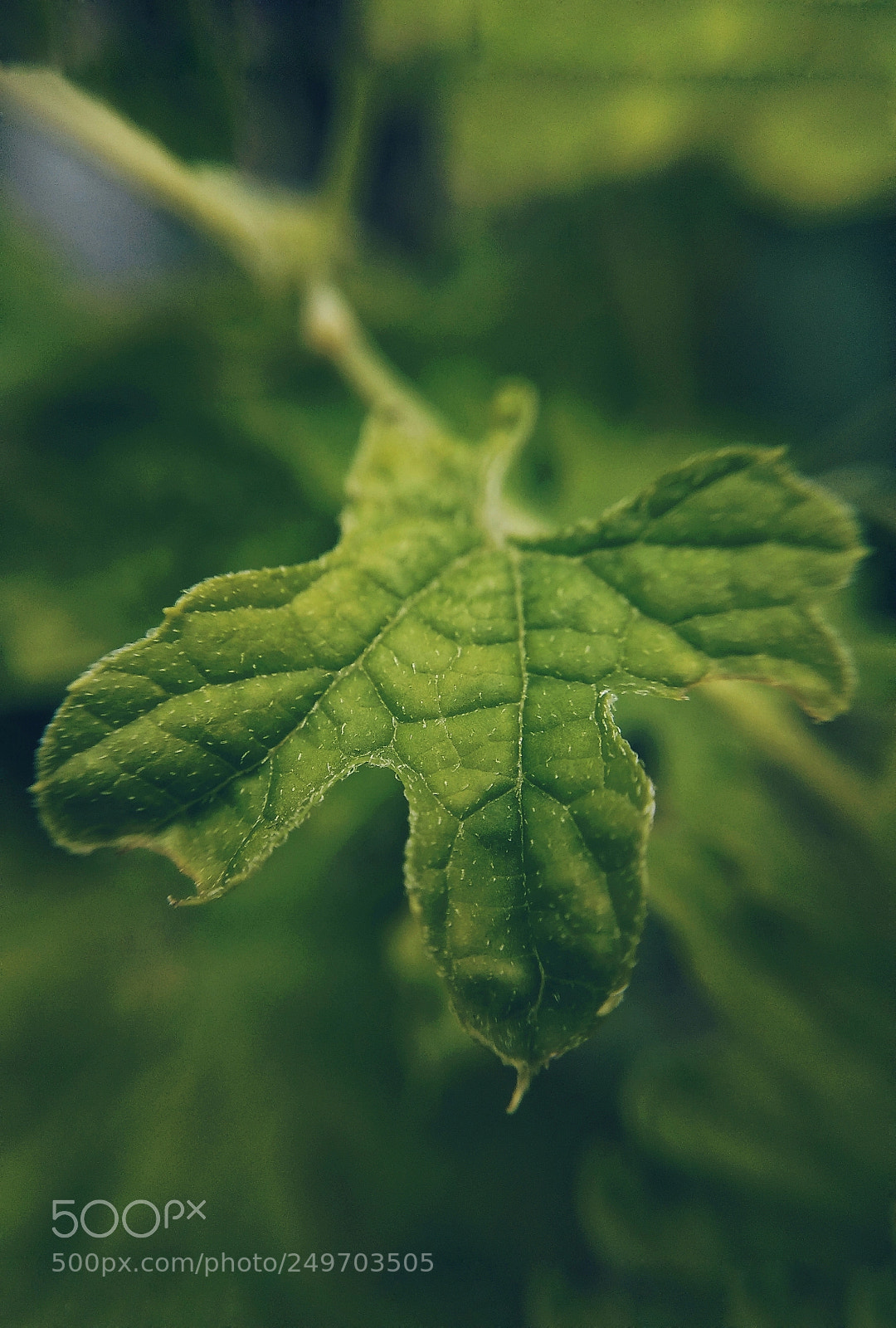 Xiaomi Redmi Note 4 sample photo. Untitled photography