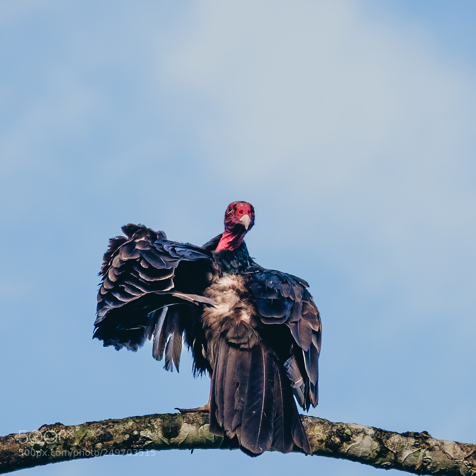 Fujifilm X-T10 sample photo. Costa rica | turkey vulture | 2 photography
