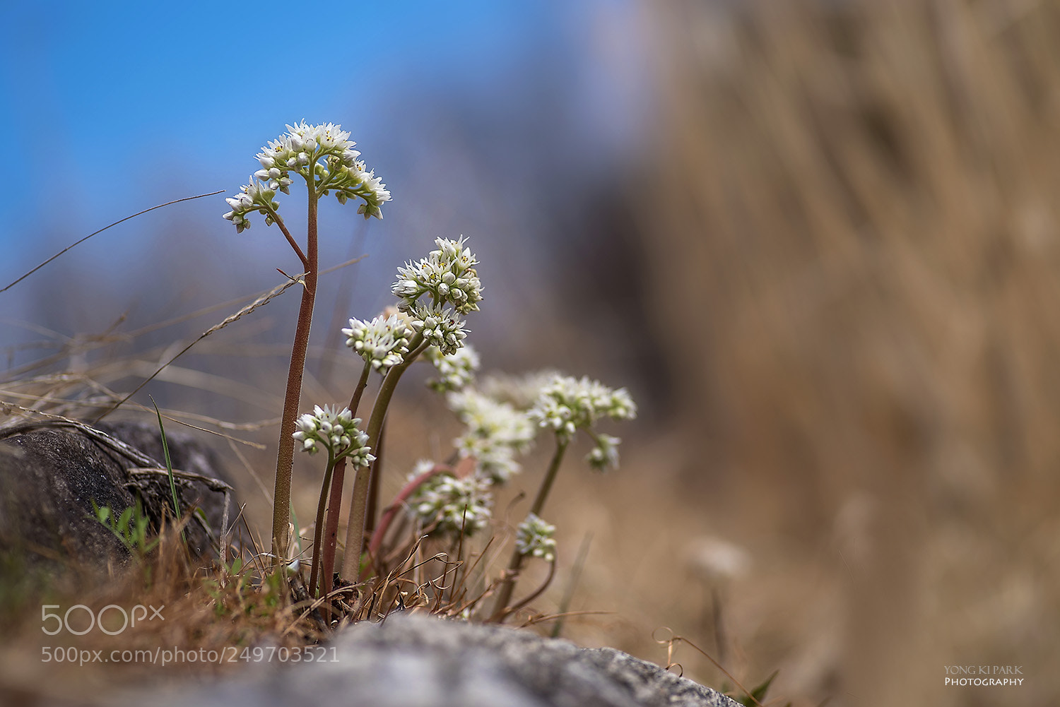 Pentax K-1 sample photo. Spring, spring, spring-3 photography