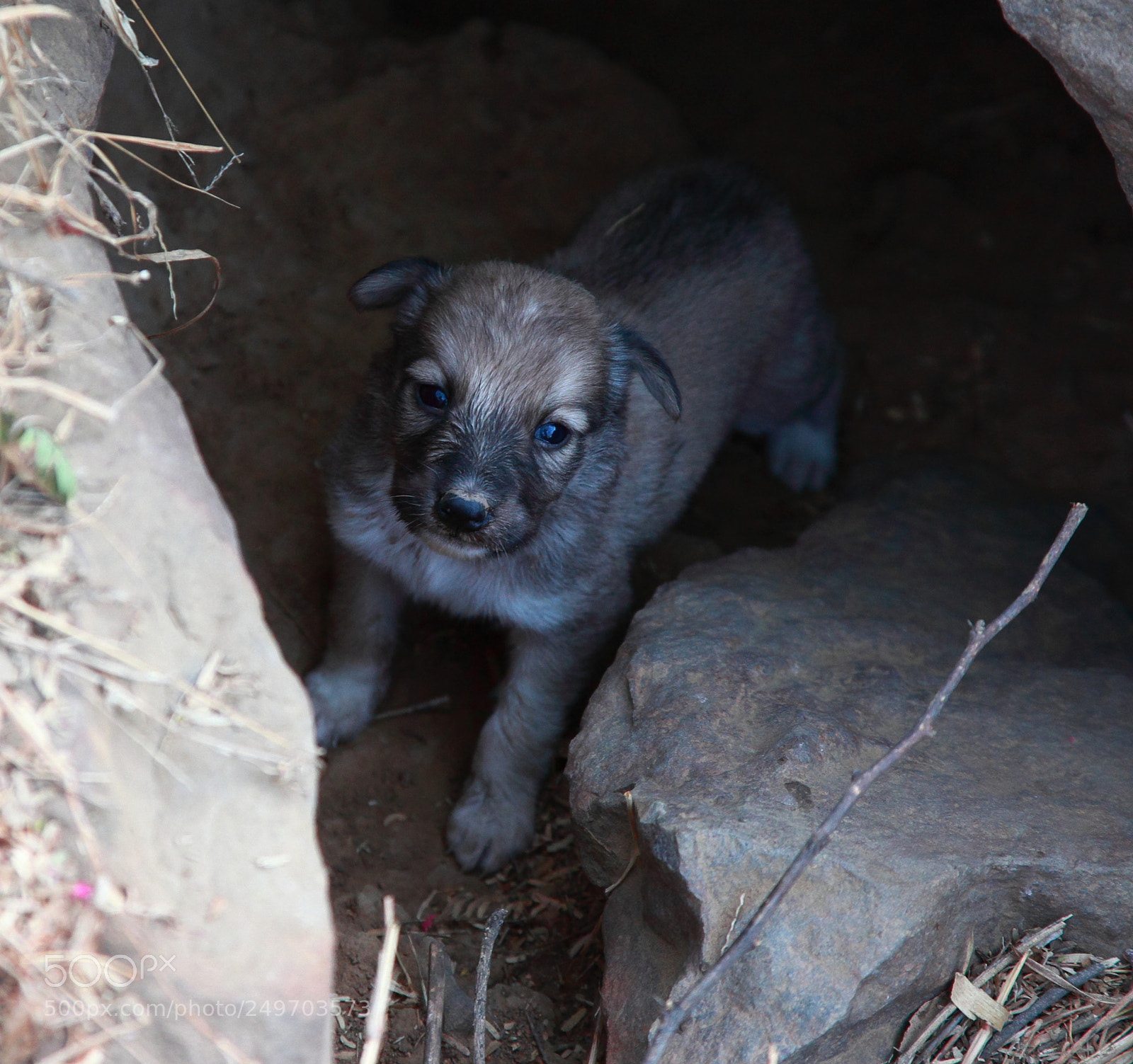 Canon EF 24-105mm F4L IS USM sample photo. Cute puppy photography