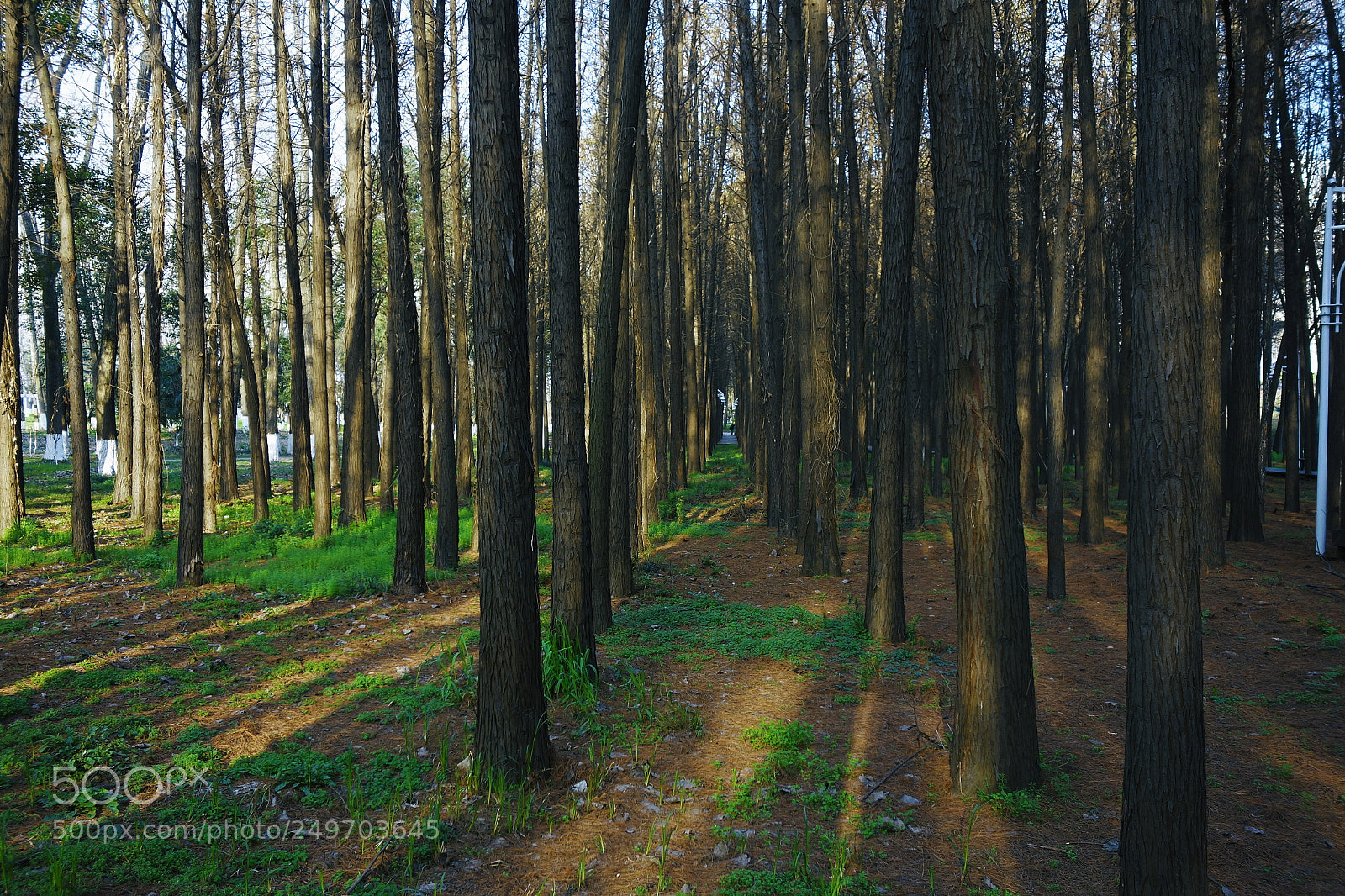 Sony Cyber-shot DSC-RX100 sample photo. Green dream photography