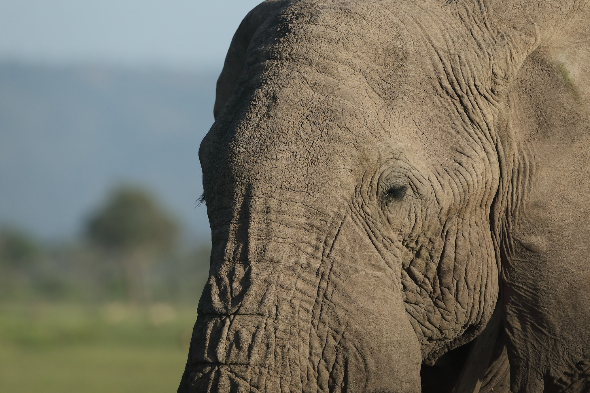 Canon EOS 5D Mark IV + Canon EF 500mm F4L IS USM sample photo. Close portrait of an elephant photography